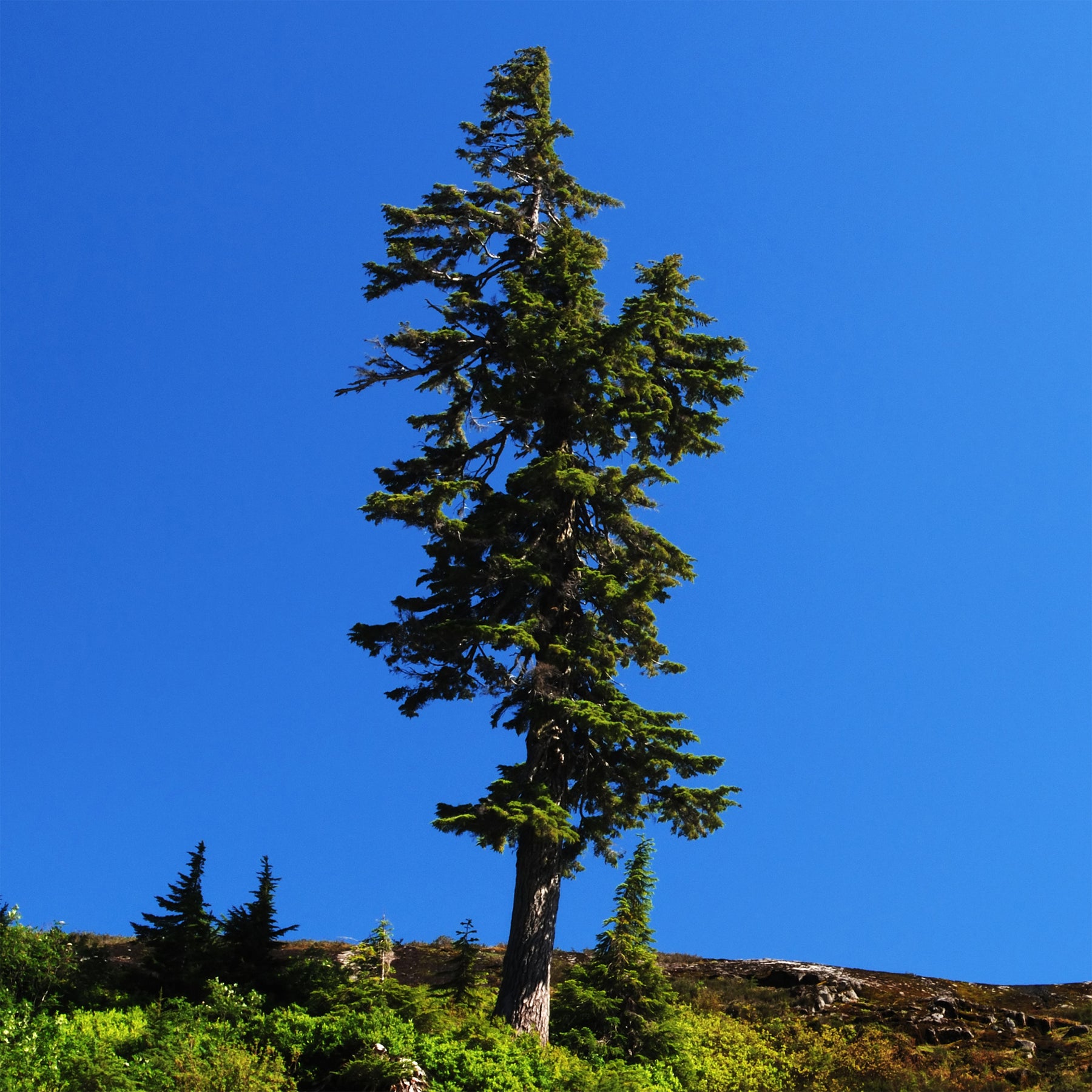 Conifères - Sapin de Douglas - Pseudotsuga menziesii