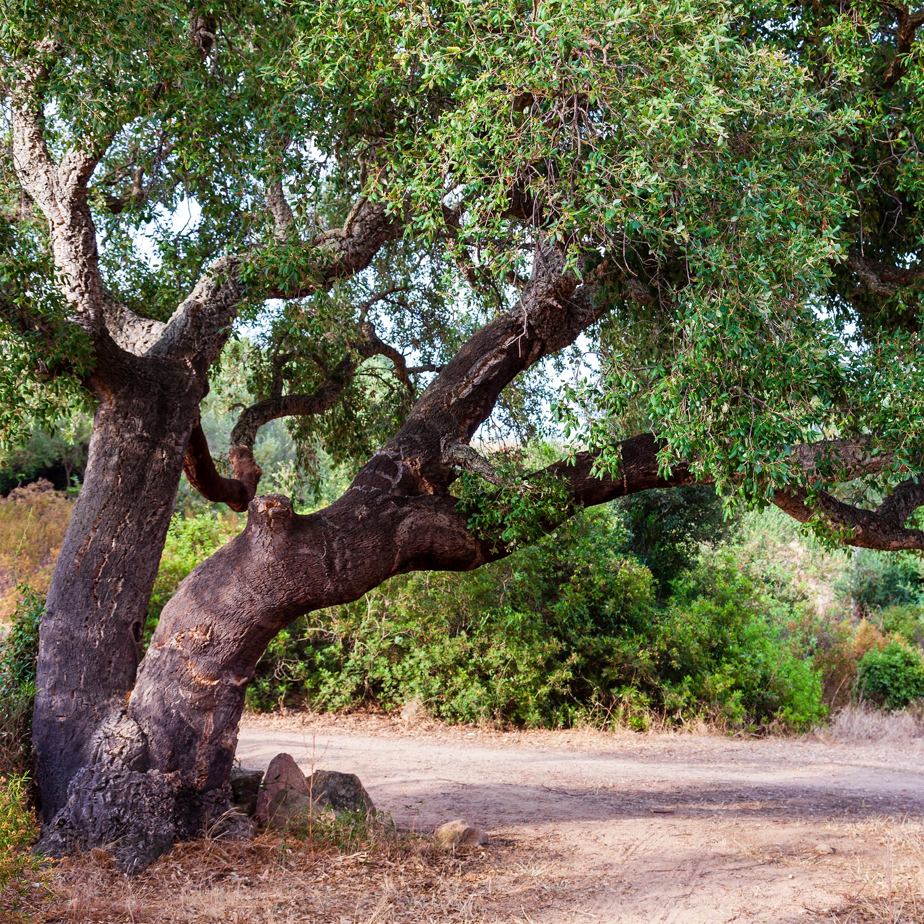 Chêne-liège - Quercus suber - Willemse