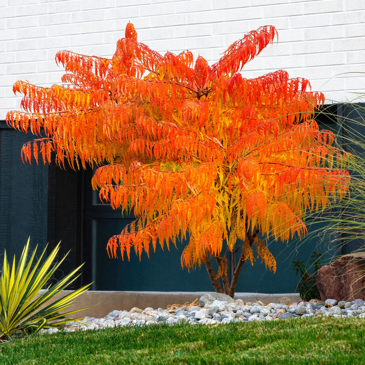 Sumac de Virginie Tiger Eyes - Rhus typhina Tiger Eyes - Willemse