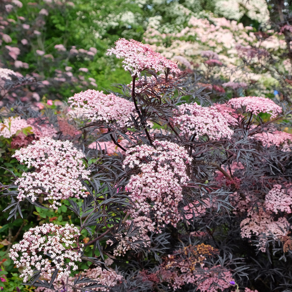 Sureau noir Black Lace® - Sambucus nigra Black Lace® - Willemse