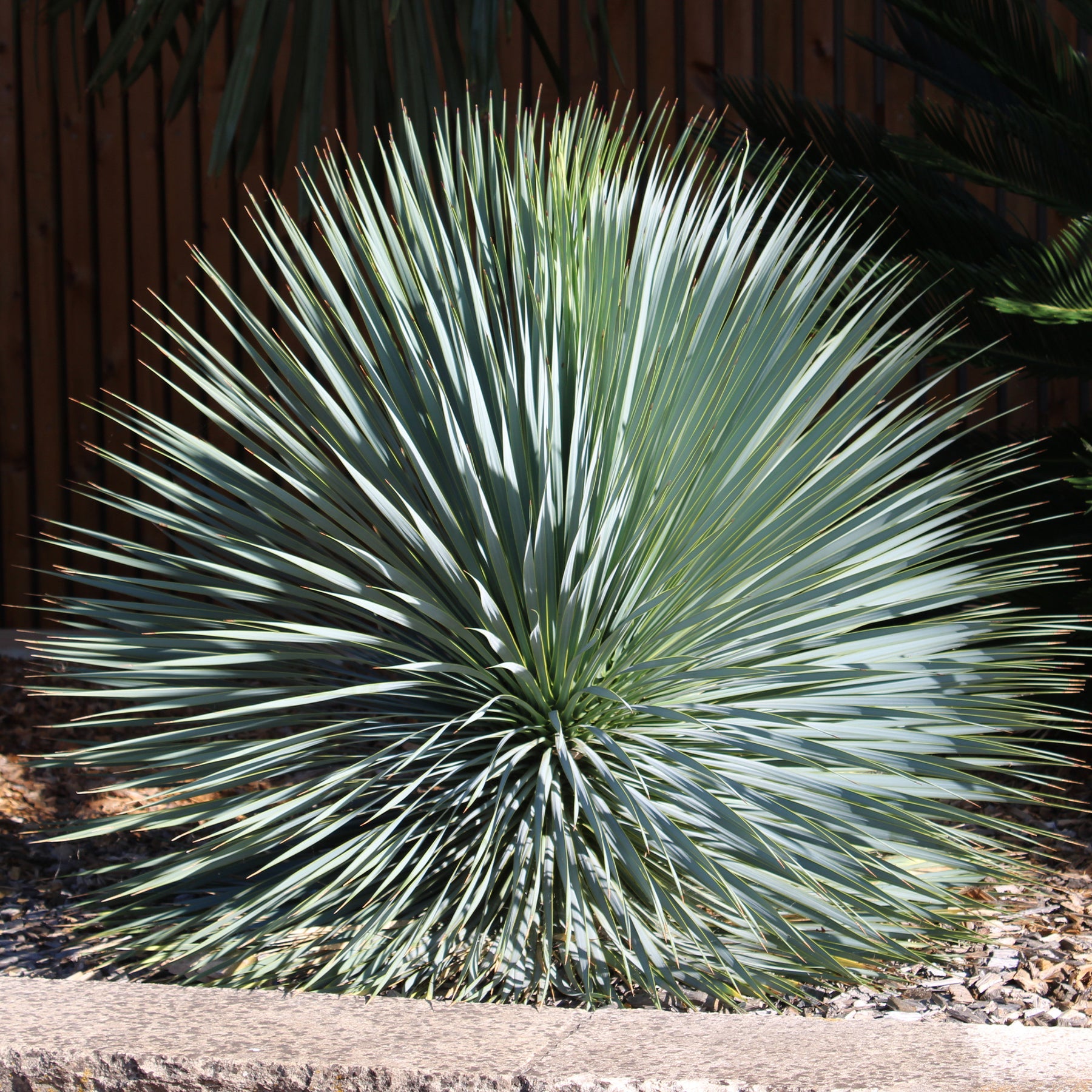 Yucca rostrata - Yucca bleu - Yuccas