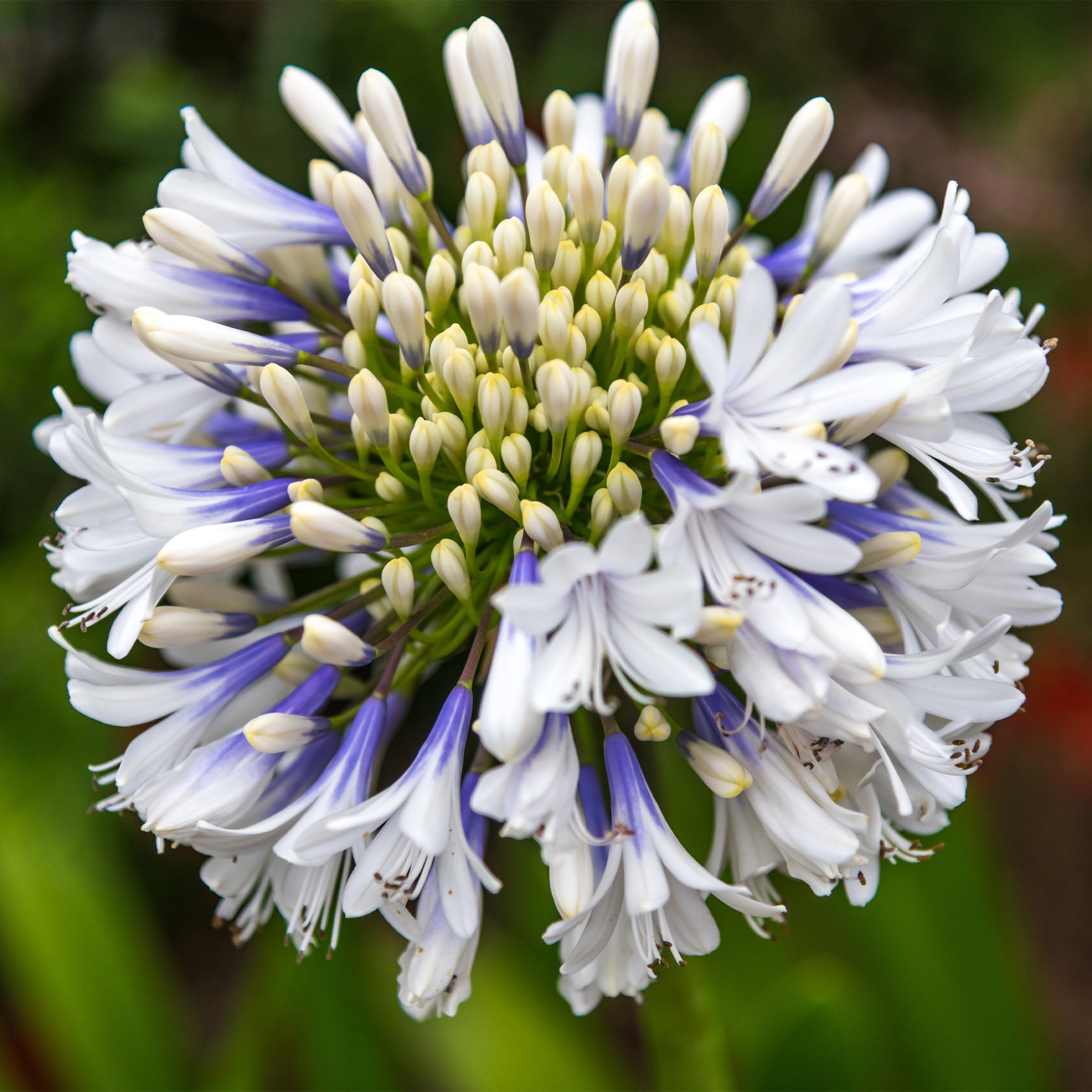 Agapanthus Queen Mum - Agapanthe à grandes fleurs Queen Mum - Agapanthes