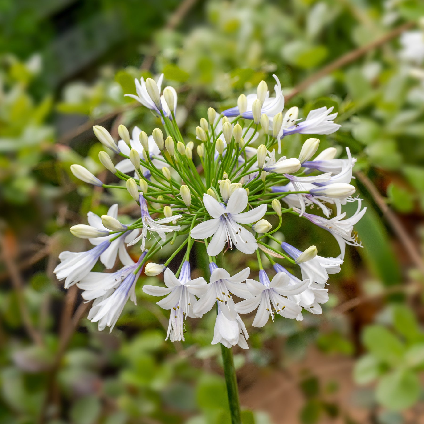 Agapanthes - Agapanthe à grandes fleurs Queen Mum - Agapanthus Queen Mum