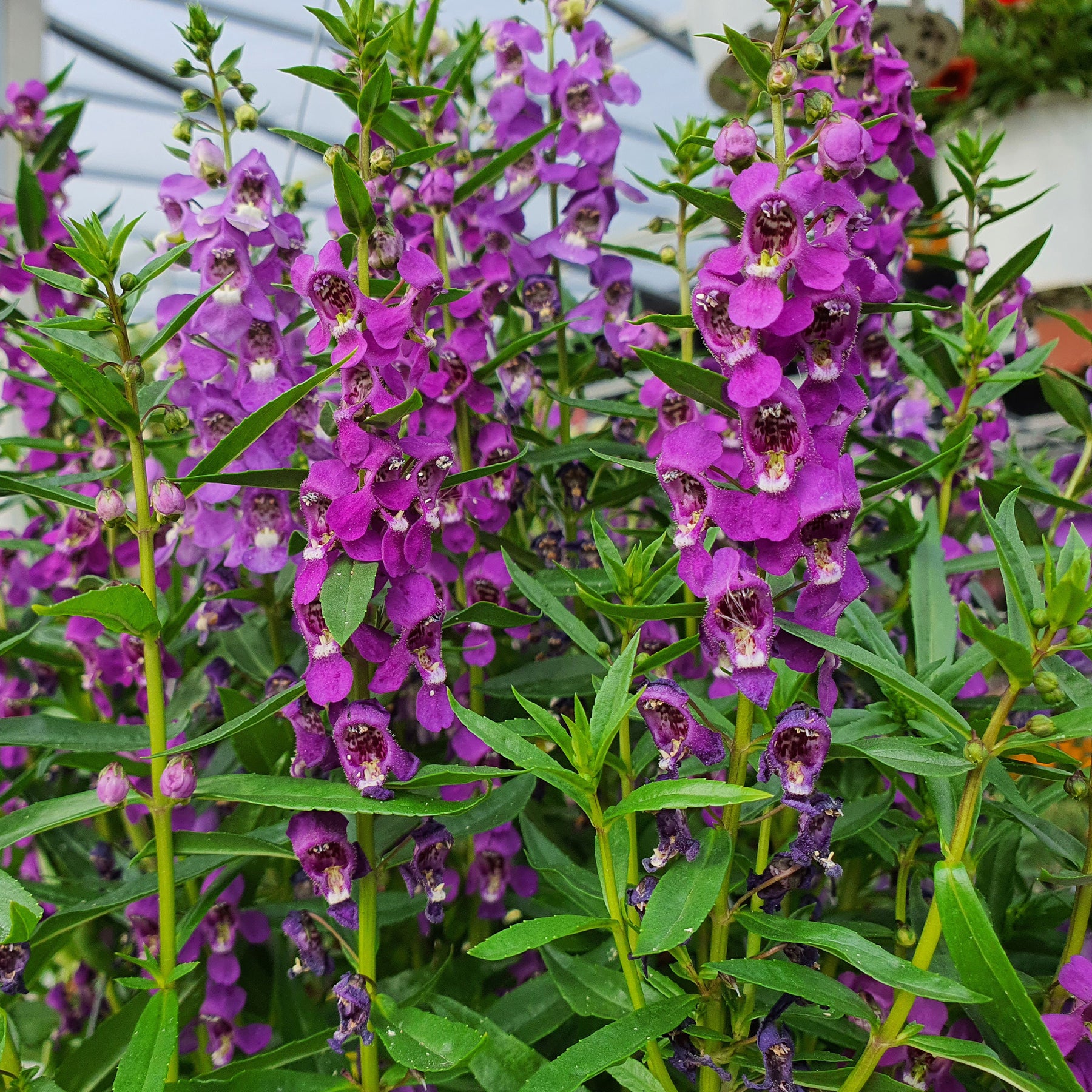 Angelonia blue - Angélonia bleue - Angélonia