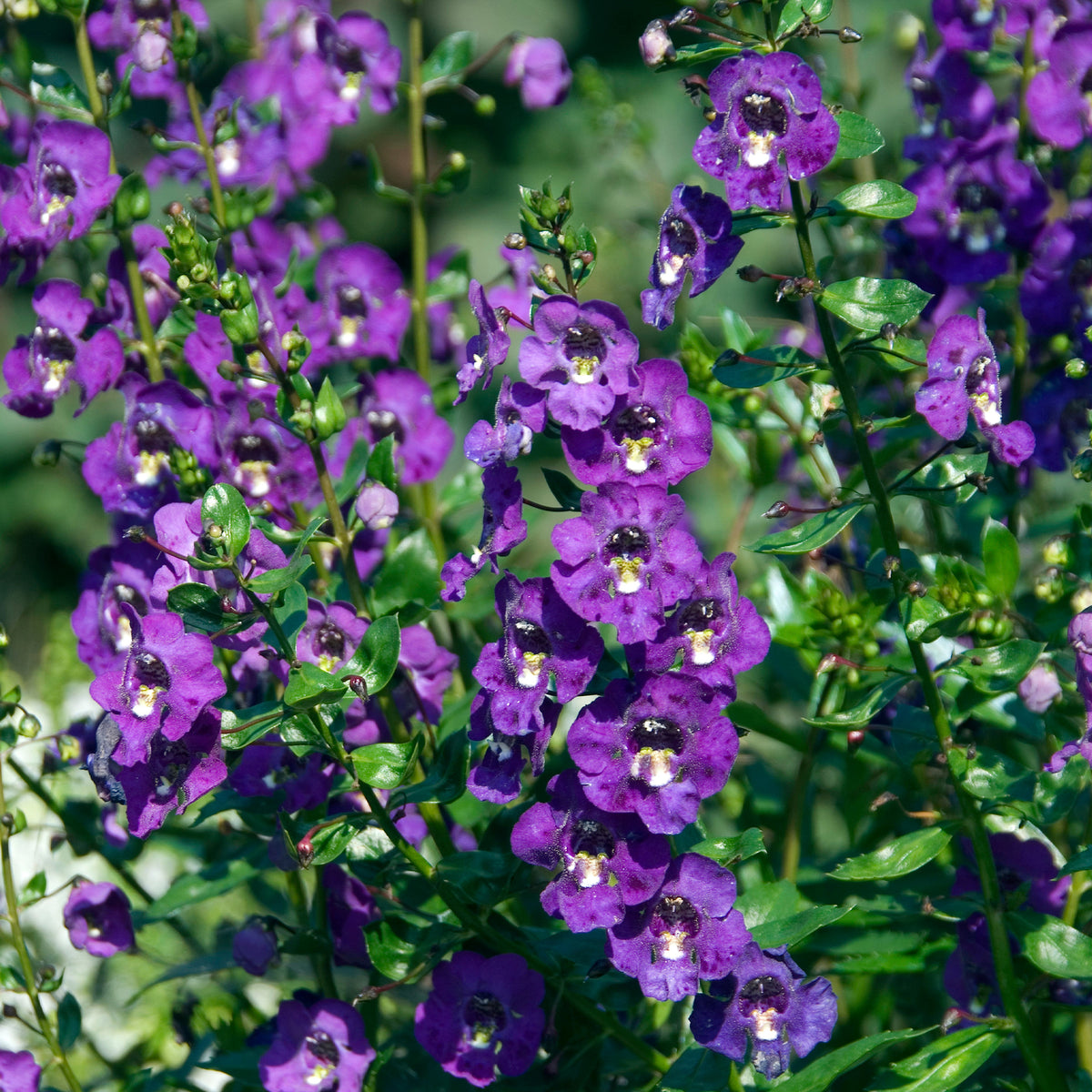 Angélonia - Angelonia - Willemse