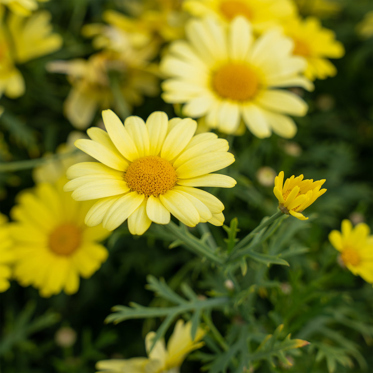 Argyranthemum Grandaisy ® Gold - Willemse