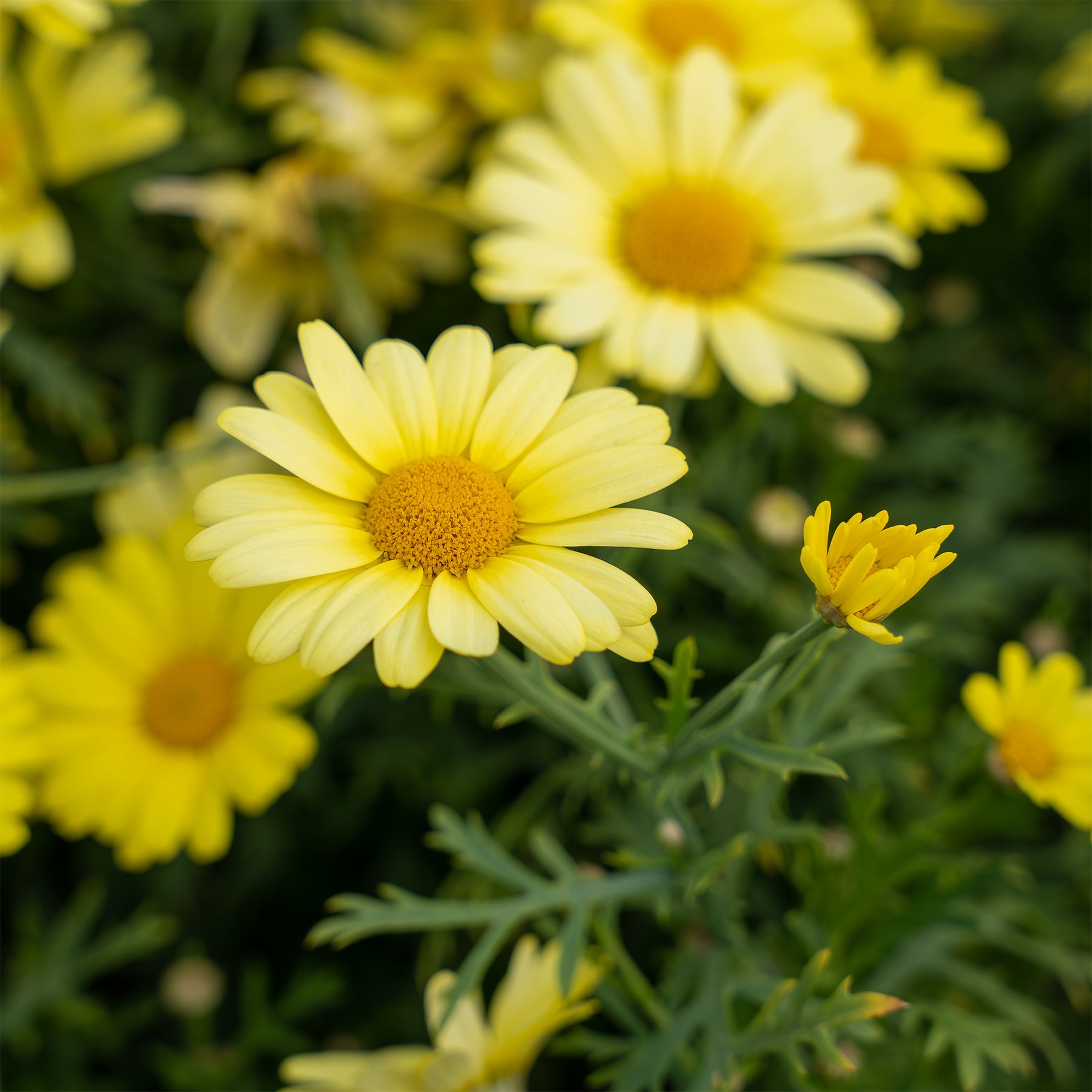 Argyranthemum Grandaisy ® Gold - Willemse
