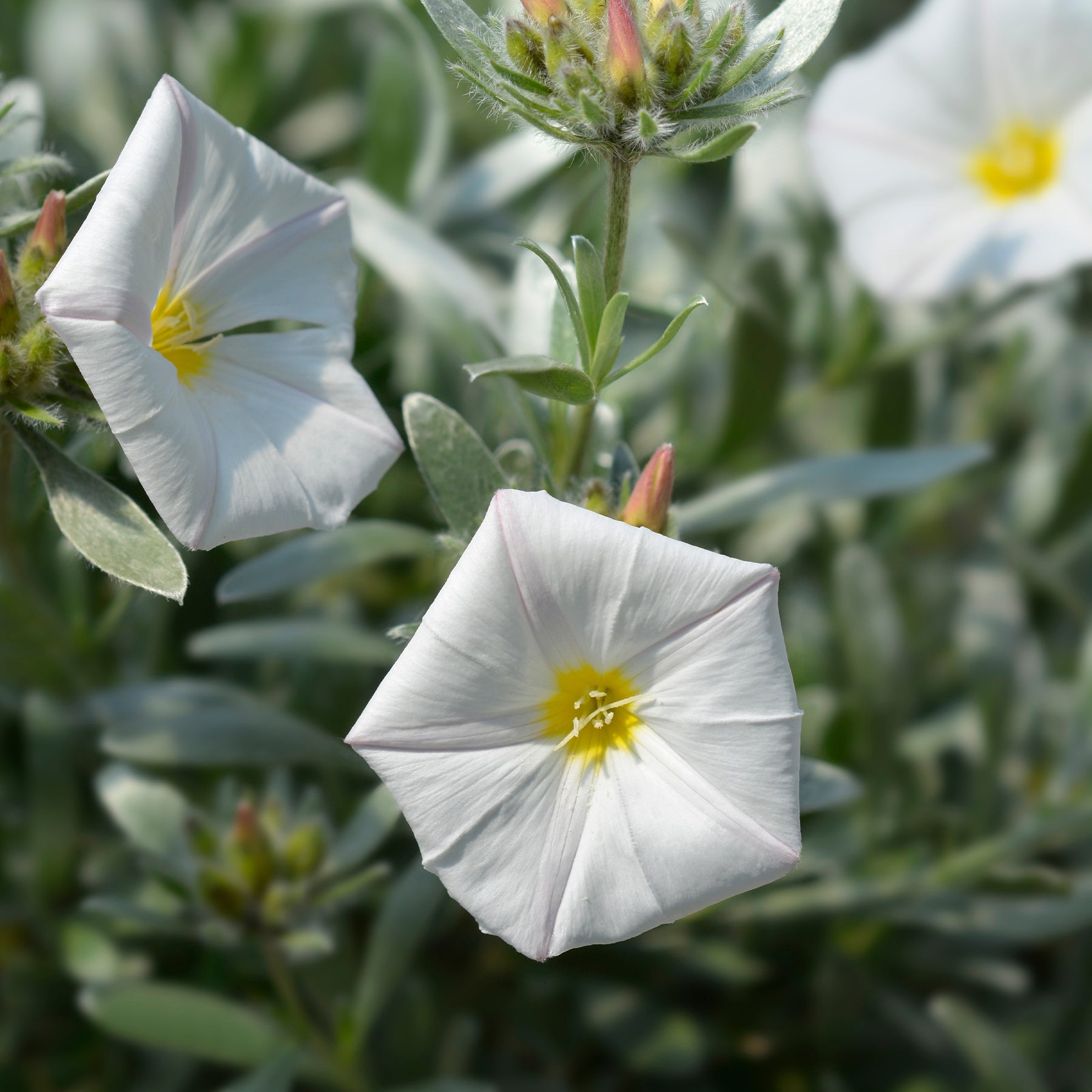 Vivaces couvre-sol - Liseron arbustif argenté - Convolvulus cneorum