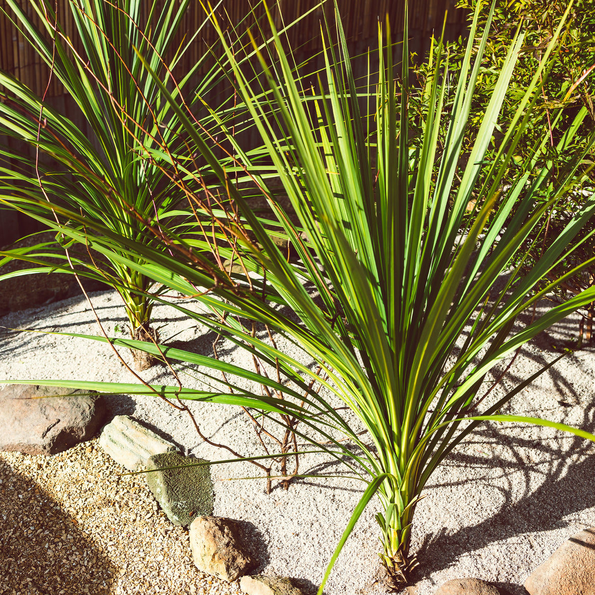 Cordyline australe - Cordyline australis - Willemse