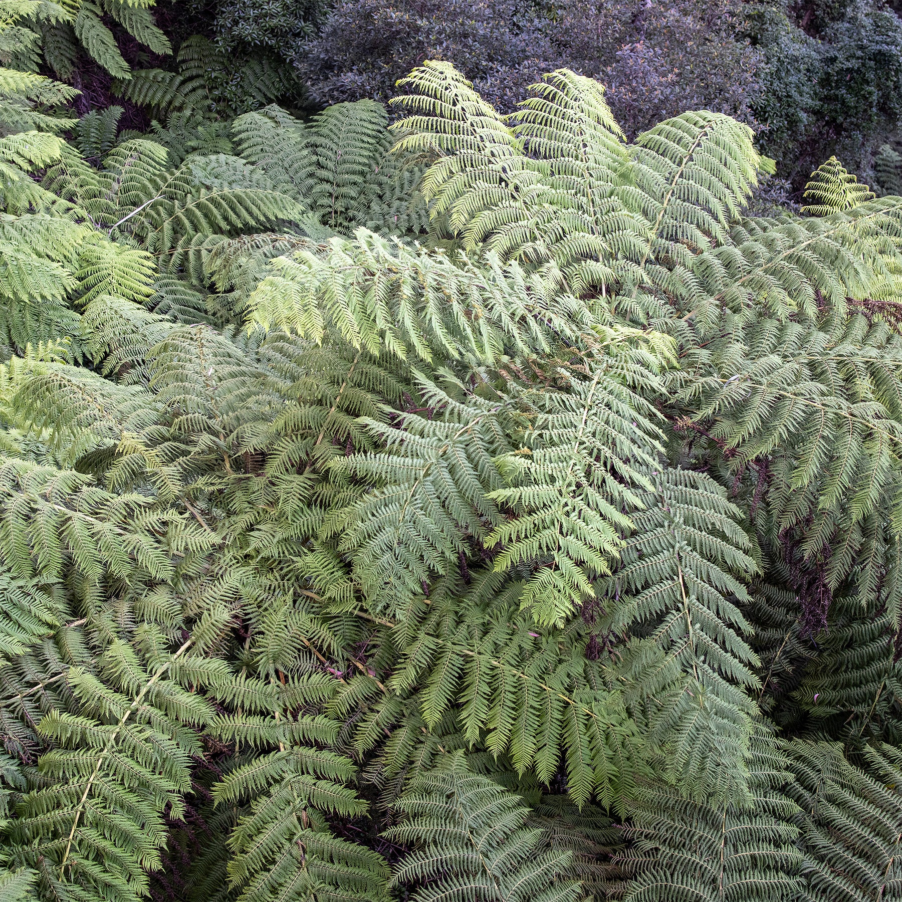 Fougères - Fougère arborescente - Cyathea australis