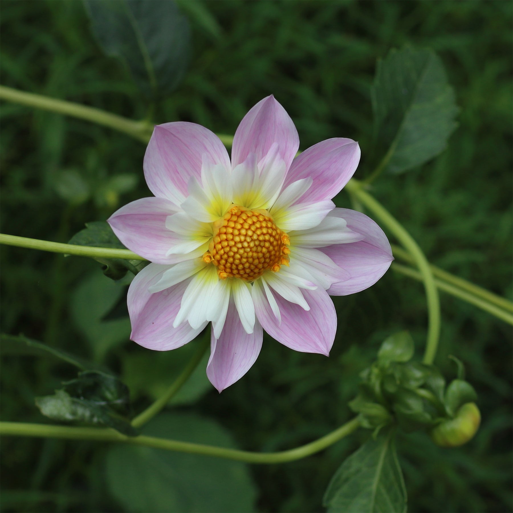 Dahlia Teesbrooke Audrey - Dahlia collerette Teesbrooke Audrey - Dahlia