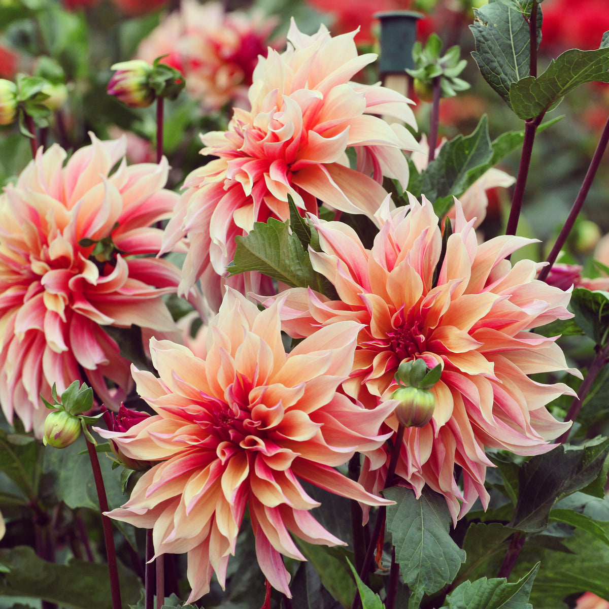 Dahlia décoratifs Labyrinth - Dahlia Labyrinth - Willemse