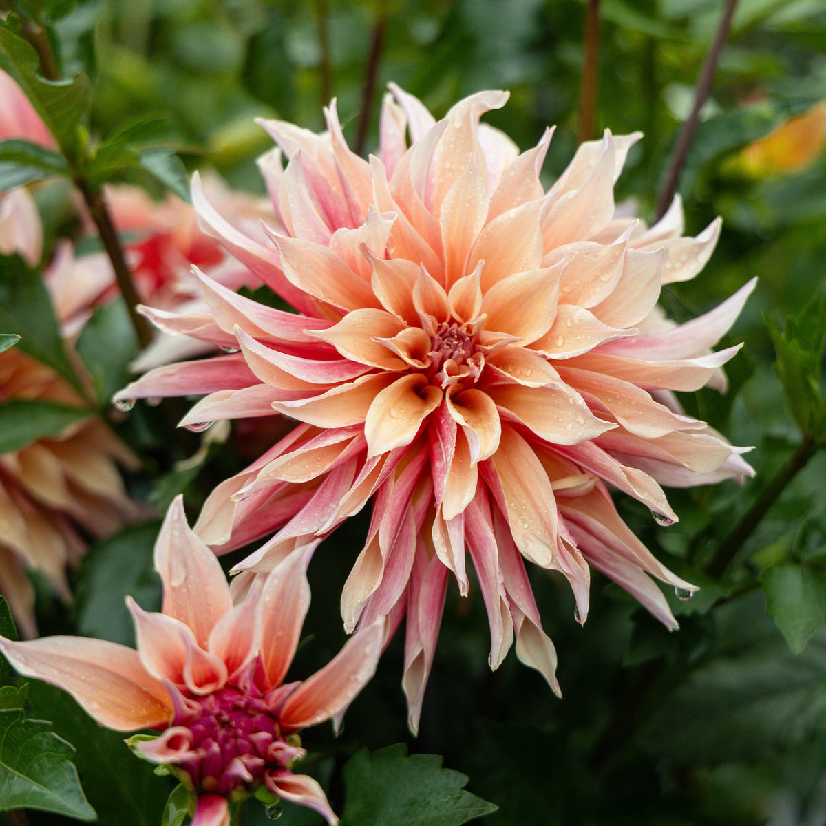 Dahlia décoratifs Labyrinth - Willemse