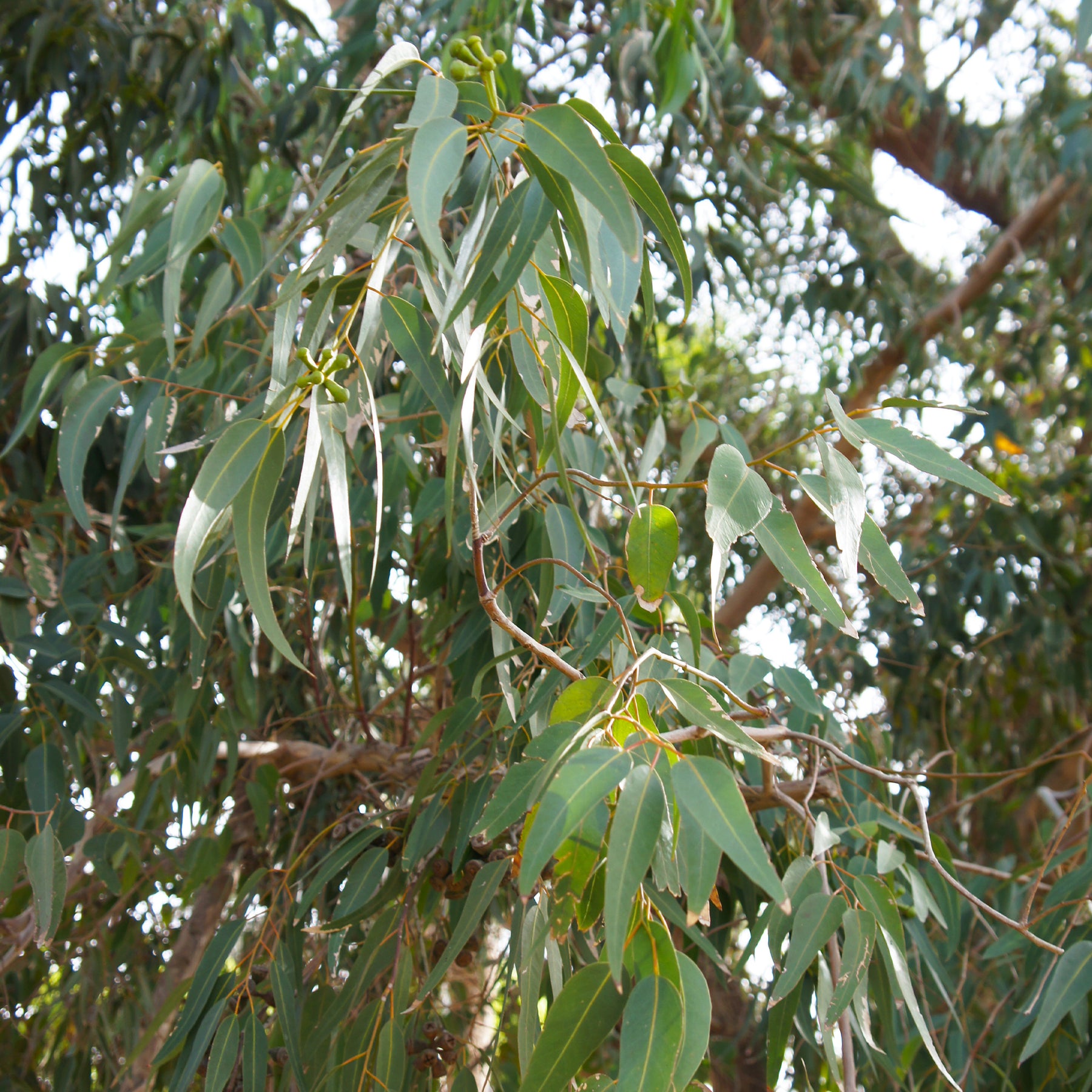 Eucalyptus citronné - Eucalyptus citriodora - Willemse
