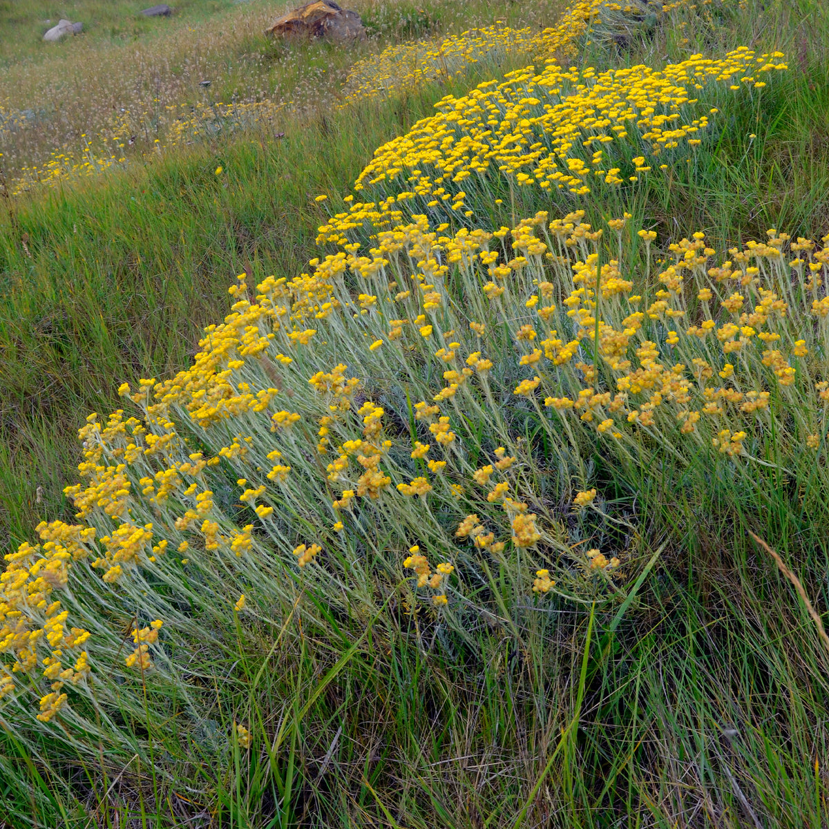 Herbe à curry - Immortelle des dunes - Helichrysum stoechas - Willemse