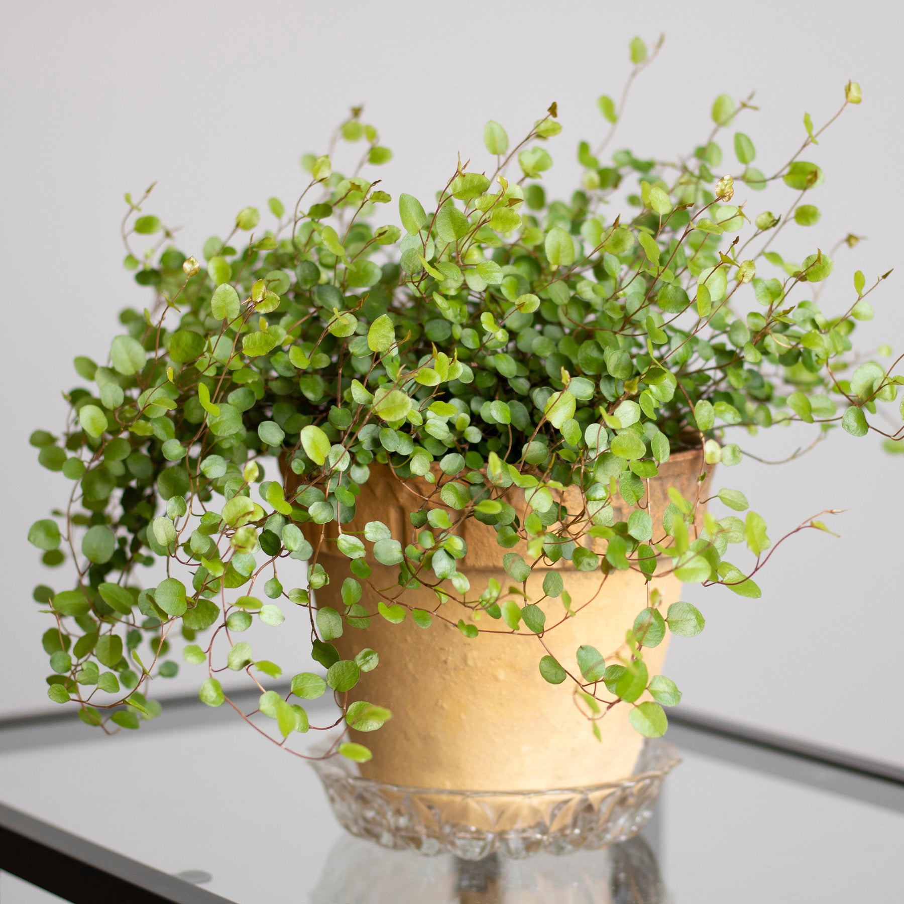 Vivaces couvre-sol - Muehlenbeckia complexa - Muehlenbeckia complexa
