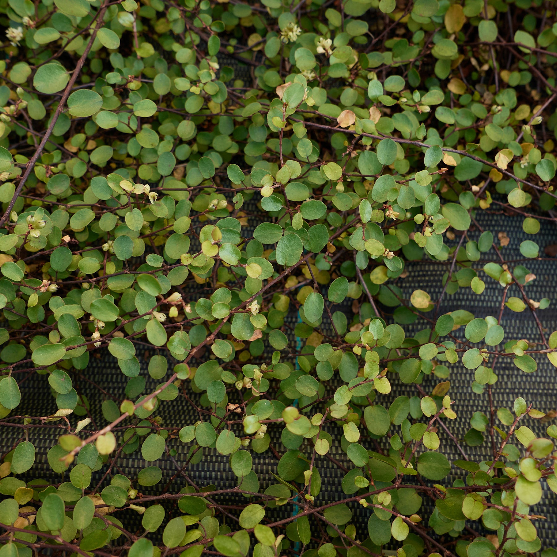 Muehlenbeckia complexa - Muehlenbeckia complexa - Vivaces couvre-sol