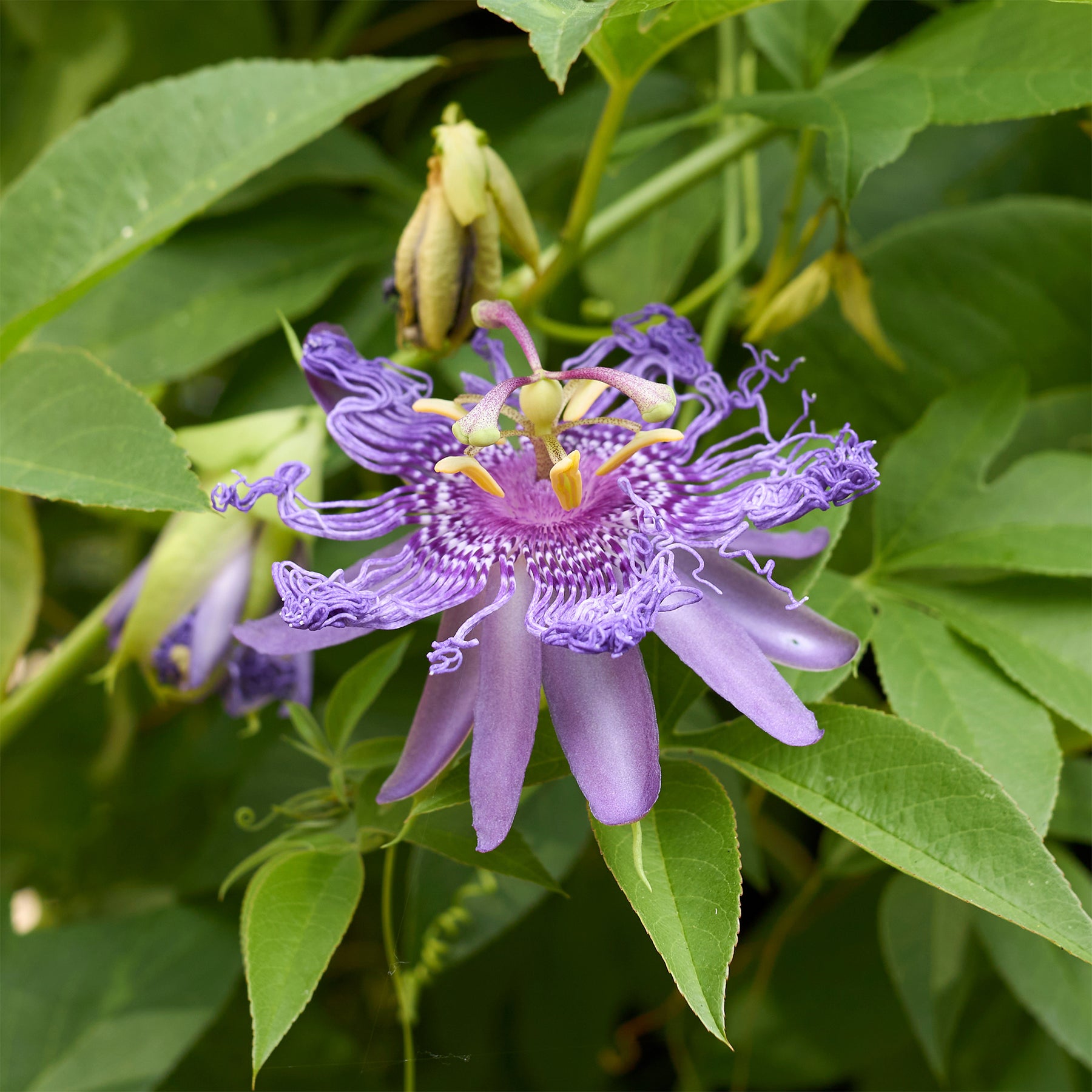 Passiflora incarnata - Passiflore officinale - Passiflores