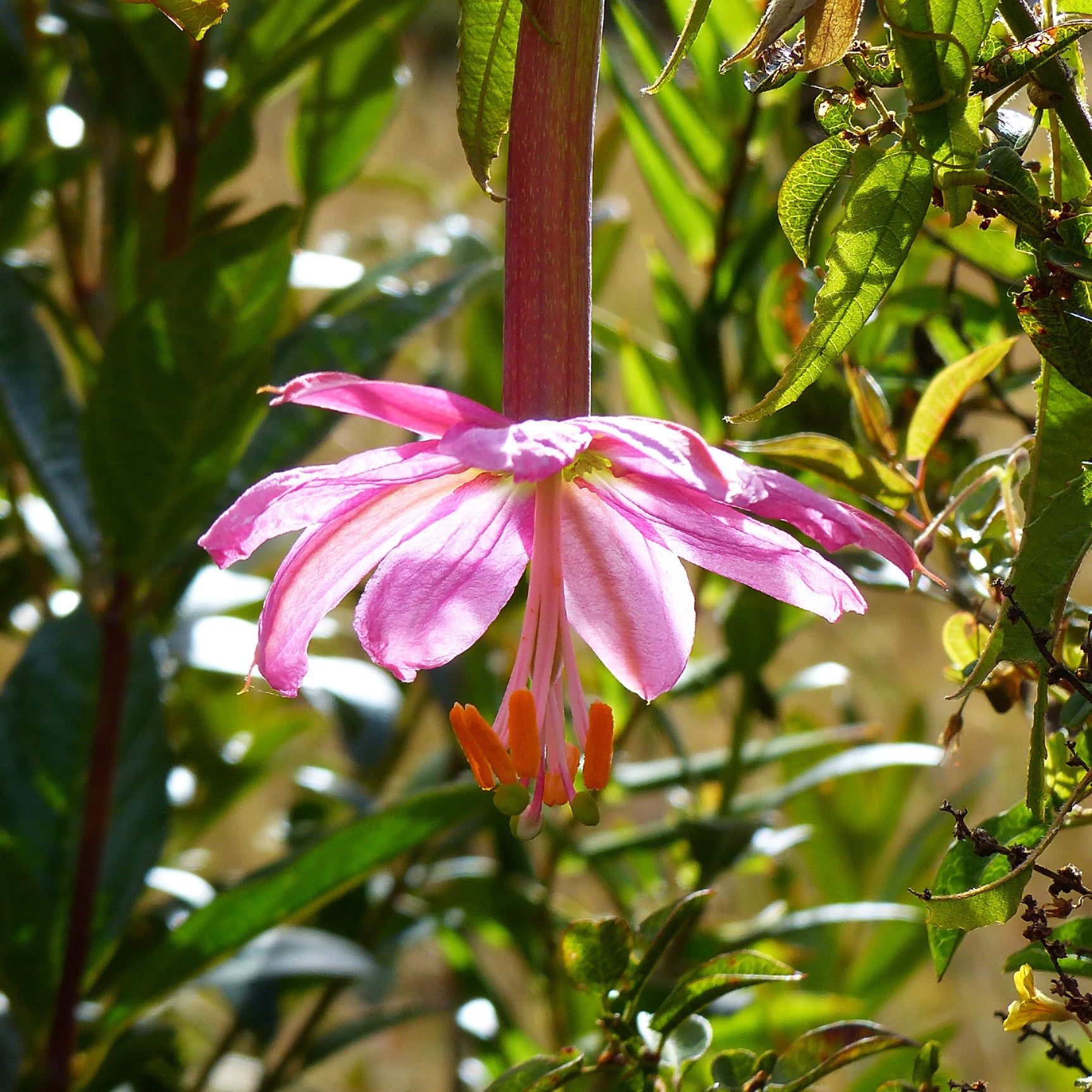 Passiflora mollissima - Passiflore banane - Passiflores