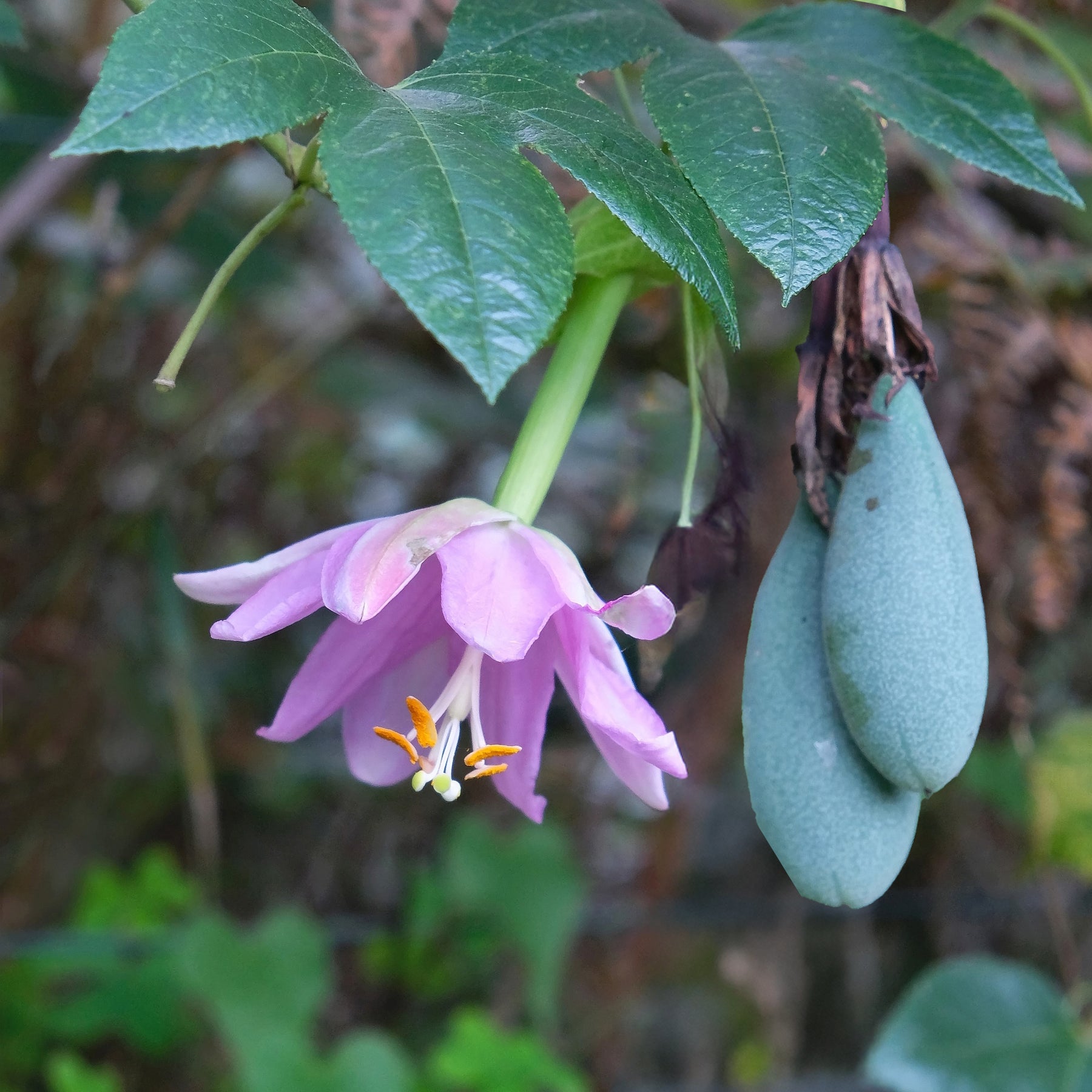 Passiflore banane - Passiflora mollissima - Willemse