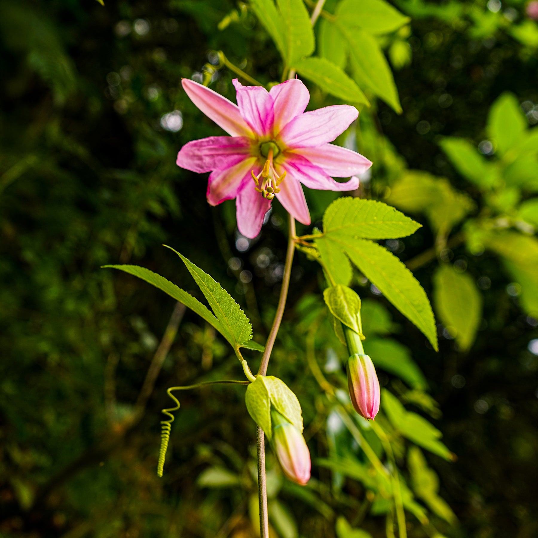 Passiflores - Passiflore banane - Passiflora mollissima