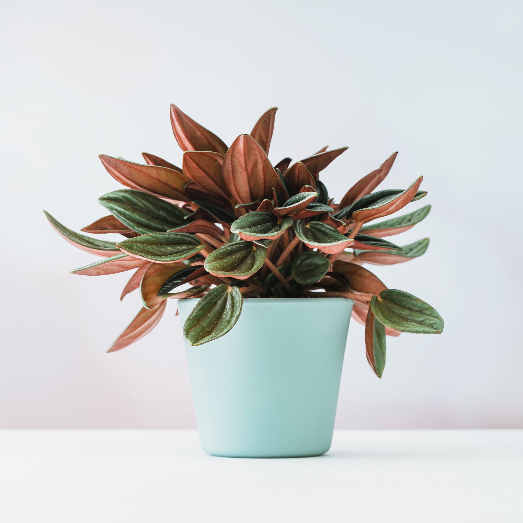Peperomia Rosso - Willemse