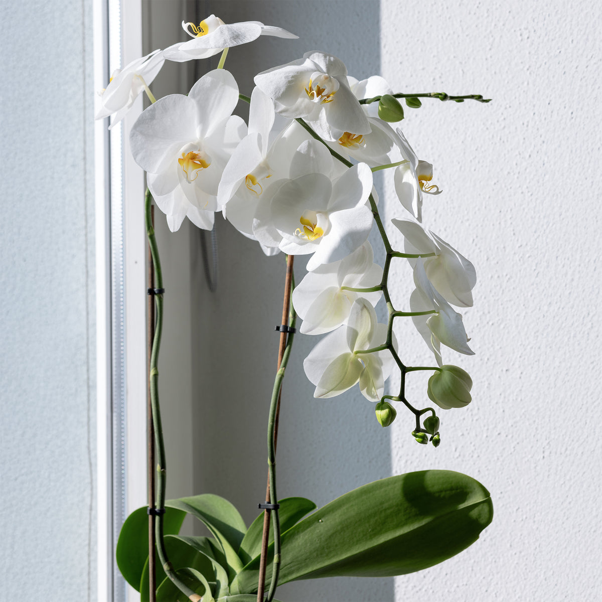 Orchidée blanche - Phalaenopsis white - Willemse