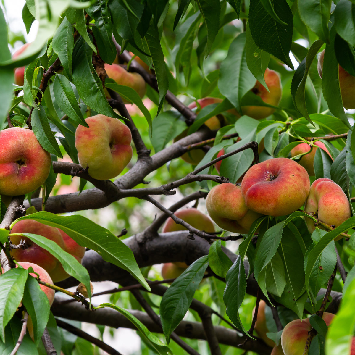 Pêcher Saturne - Prunus persica Saturne - Willemse