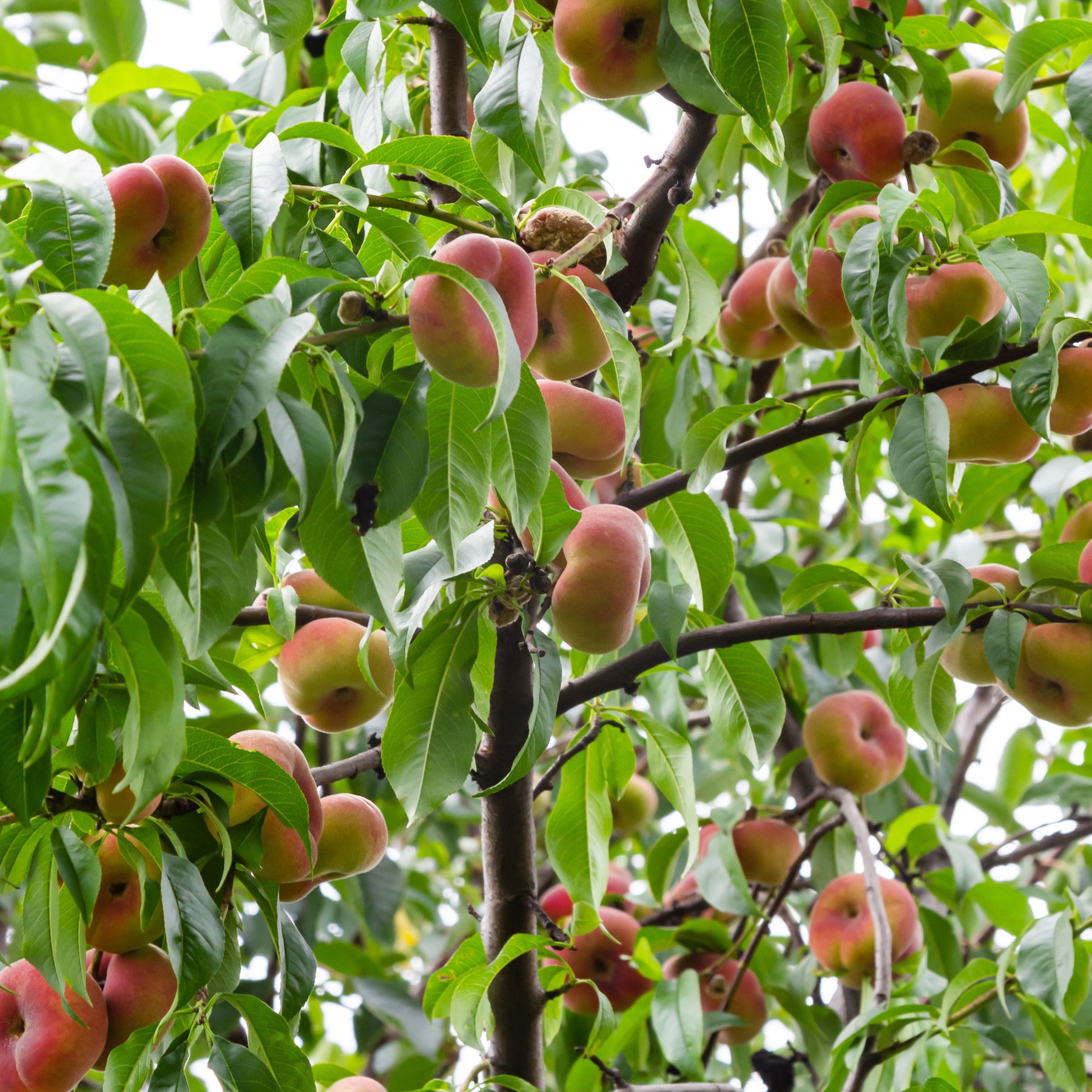 Pêcher - Pêcher Saturne - Prunus persica Saturne