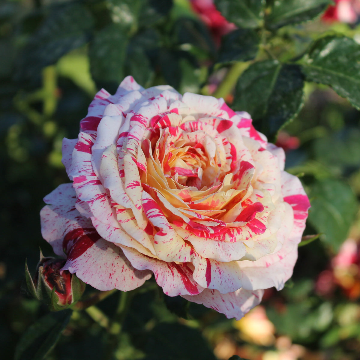 Rosier buisson Abracadabra® Koramsaro - Rosa Abracadabra® Koramsaro - Willemse