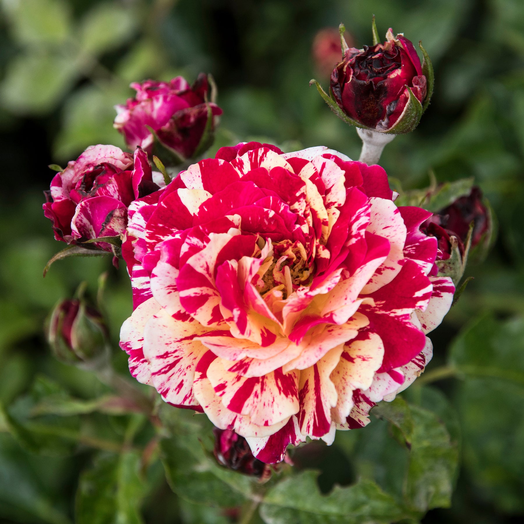 Rosiers à fleurs groupées polyantha - Rosier buisson Abracadabra® Koramsaro - Rosa Abracadabra® Koramsaro