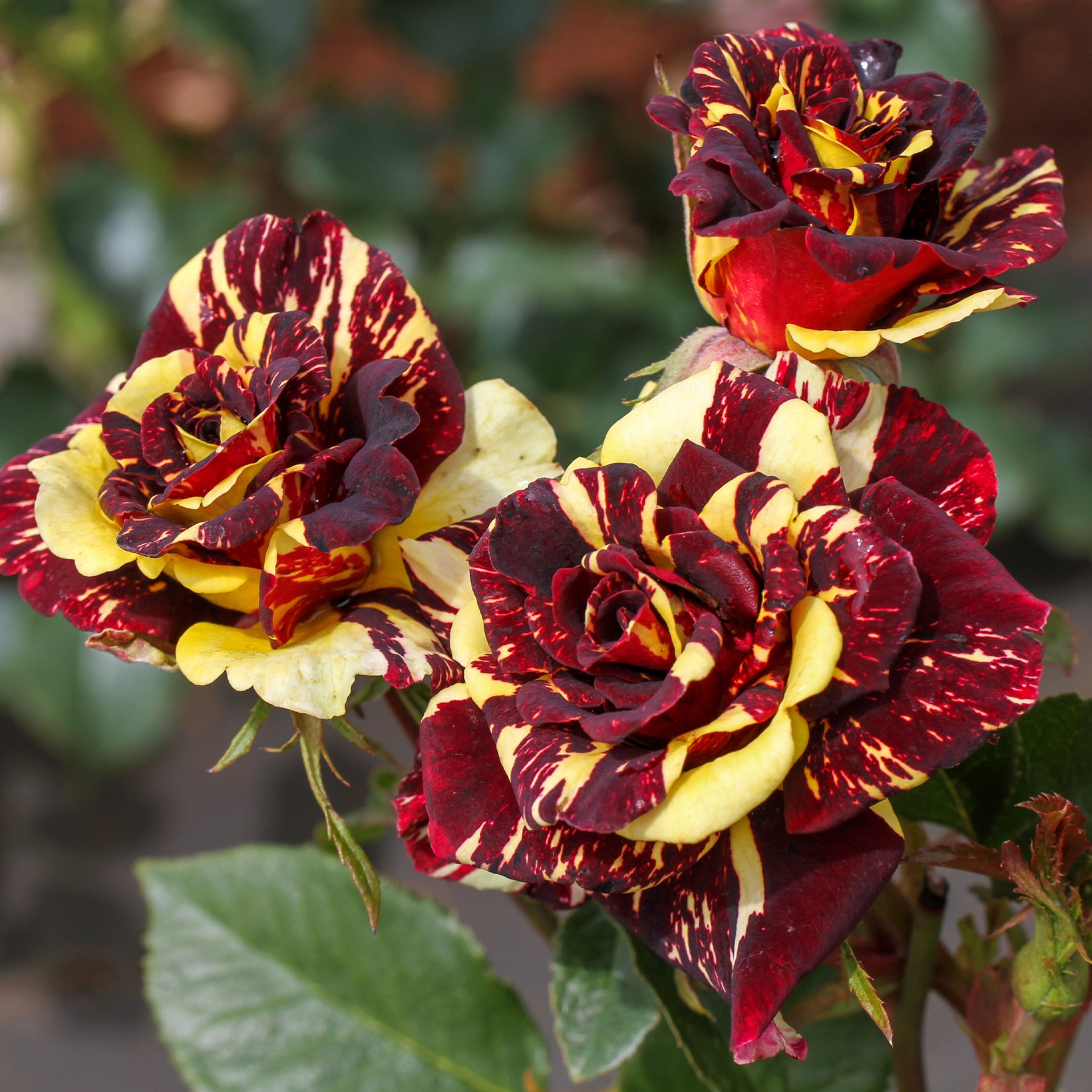 Vente Rosier buisson Abracadabra® Koramsaro - Rosa Abracadabra® Koramsaro