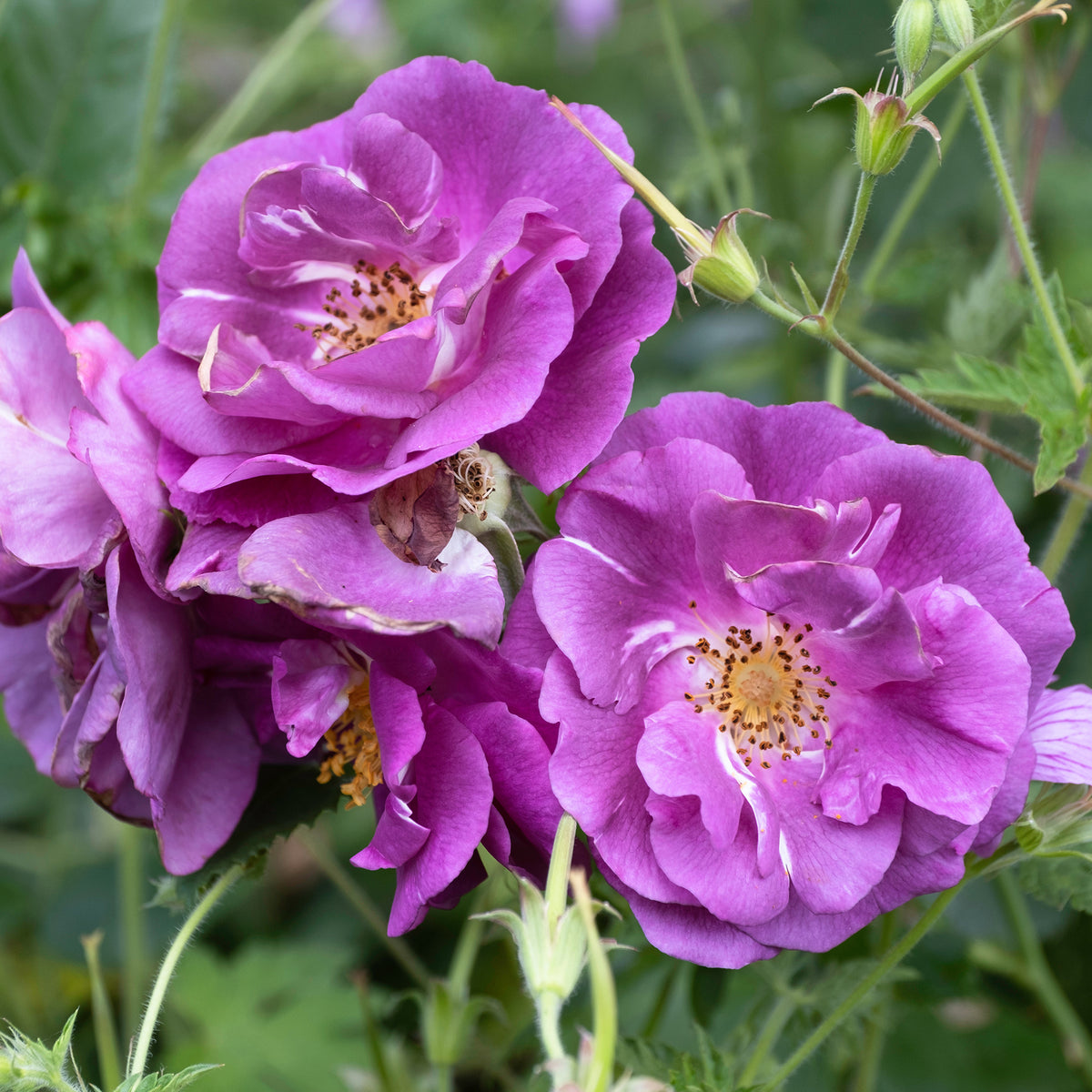Rosier buisson Rhapsody in Blue® Frantasia - Rosa Rhapsody in Blue® Frantasia - Willemse