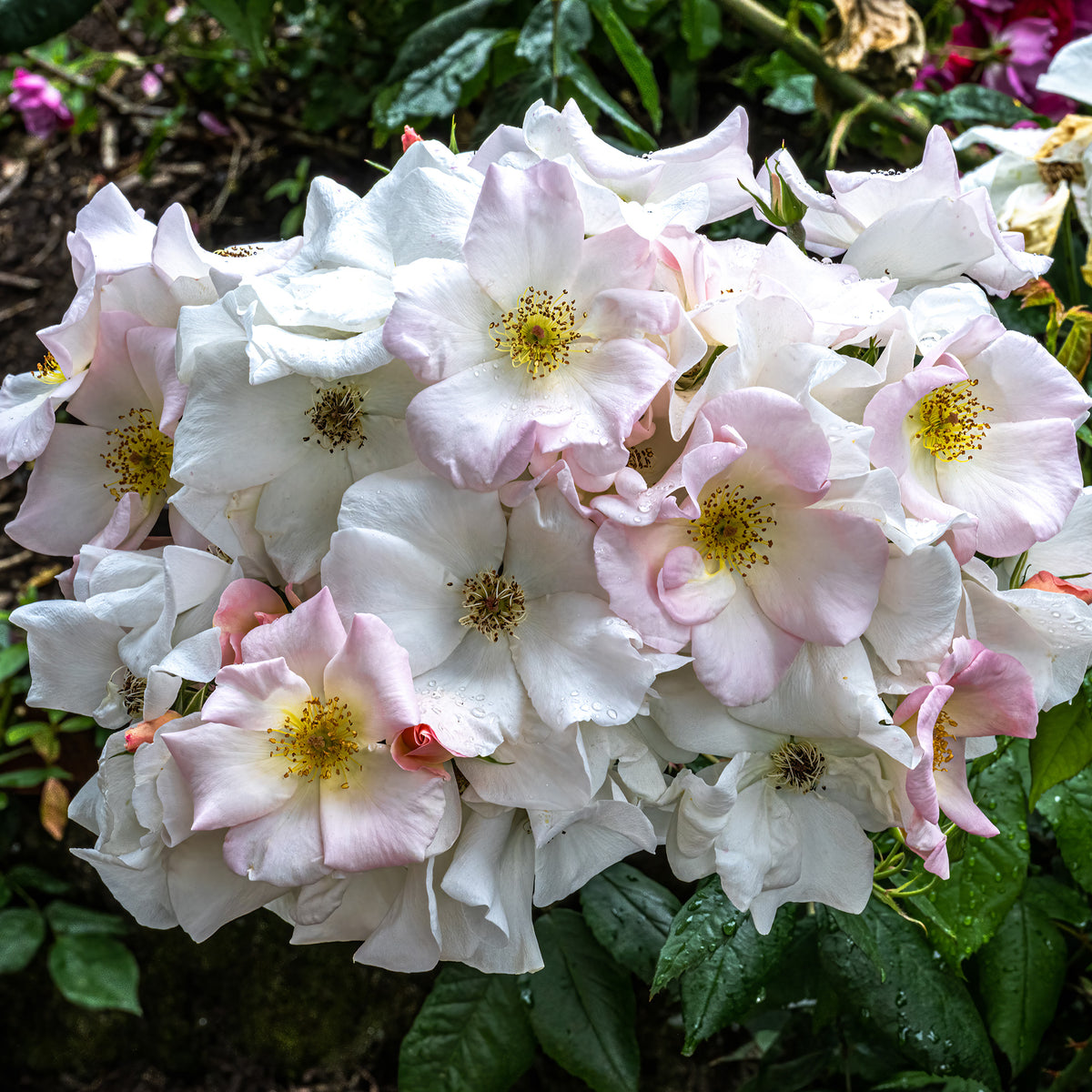 Rosier arbustif Sally Holmes - Rosa Sally Holmes - Willemse