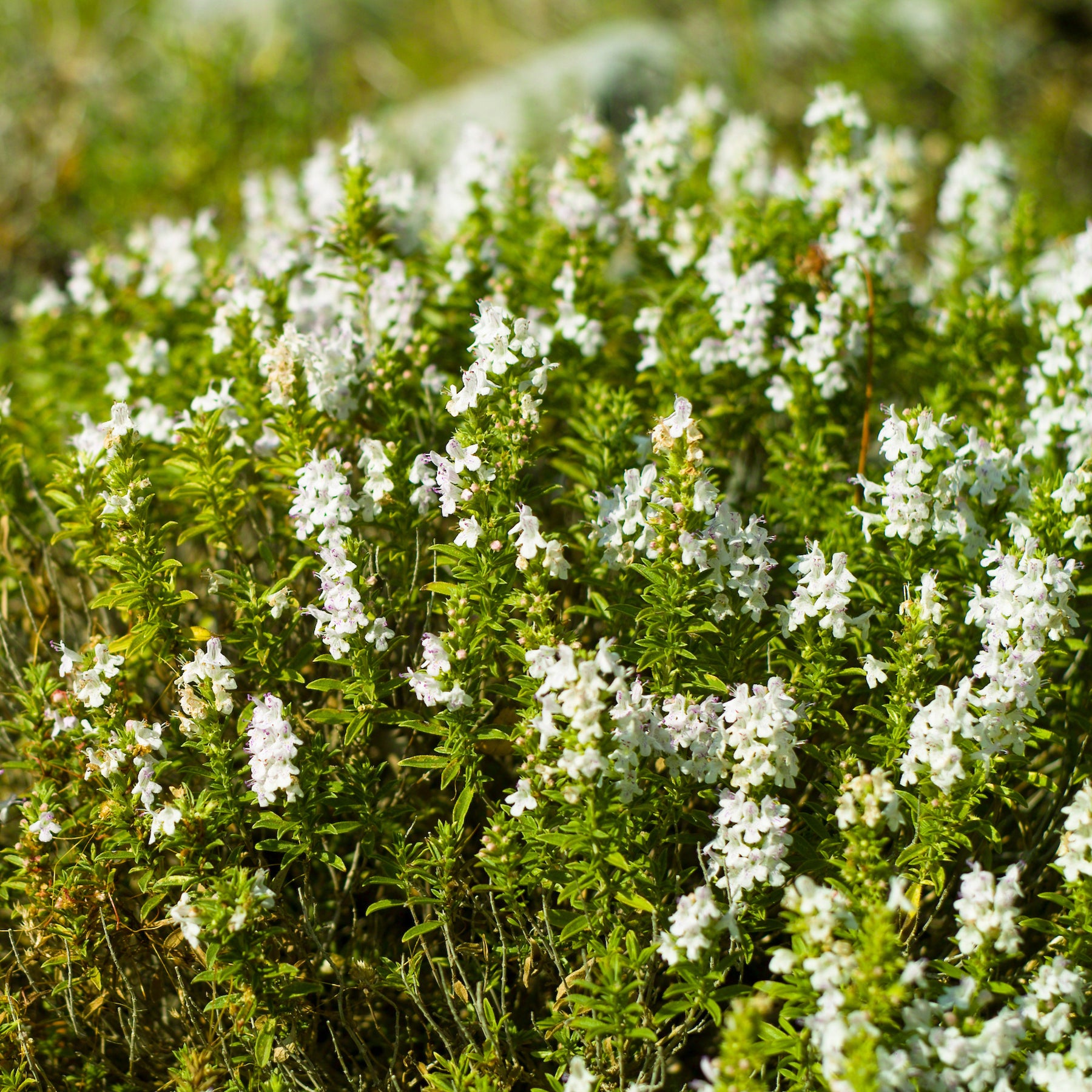 Satureja - Sarriette - Plantes vivaces pour terrain sec
