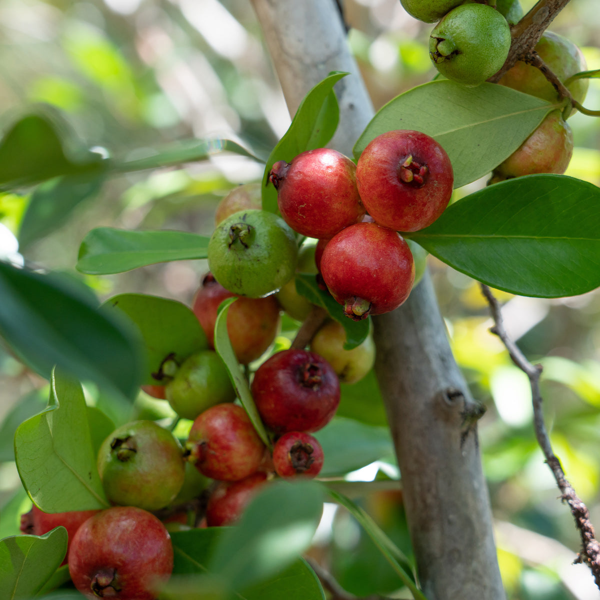 Goyavier de Chine - Psidium cattleianum - Willemse