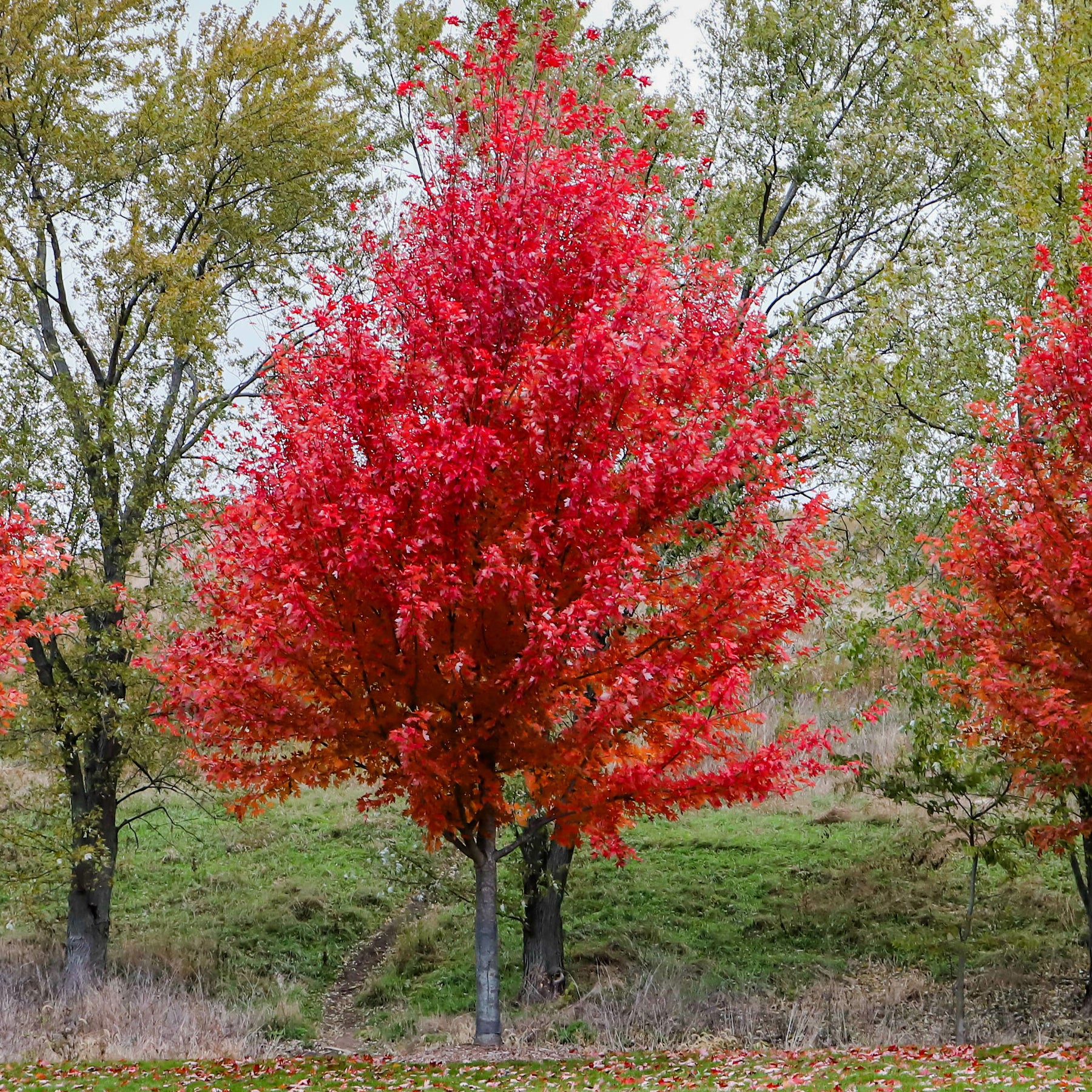 Erable de Freeman Autumn Blaze - Willemse