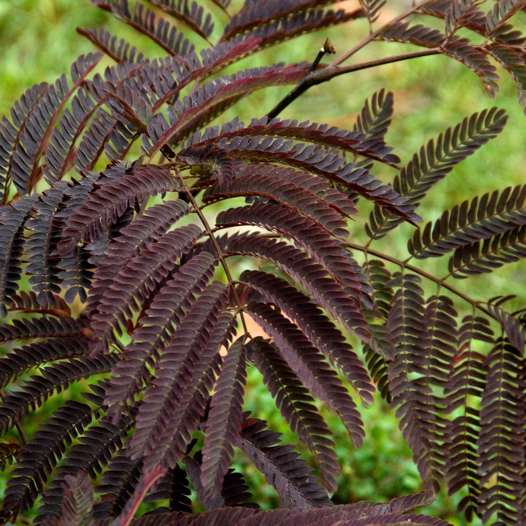 Albizia - Arbre à soie Summer Chocolate® - Albizia julibrissin Summer Chocolate®