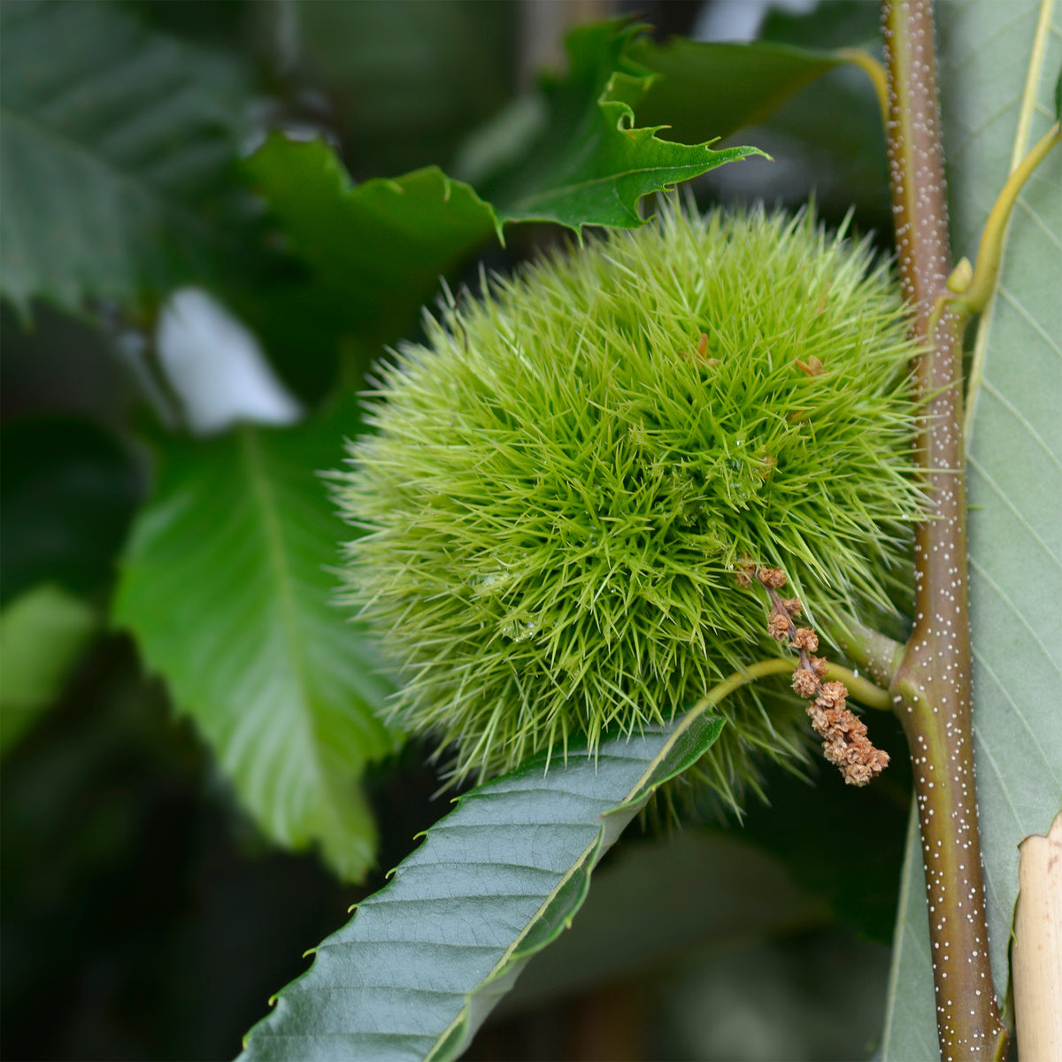Châtaignier Bouche de Bétizac - Castanea sativa Bouche de Betizac - Willemse