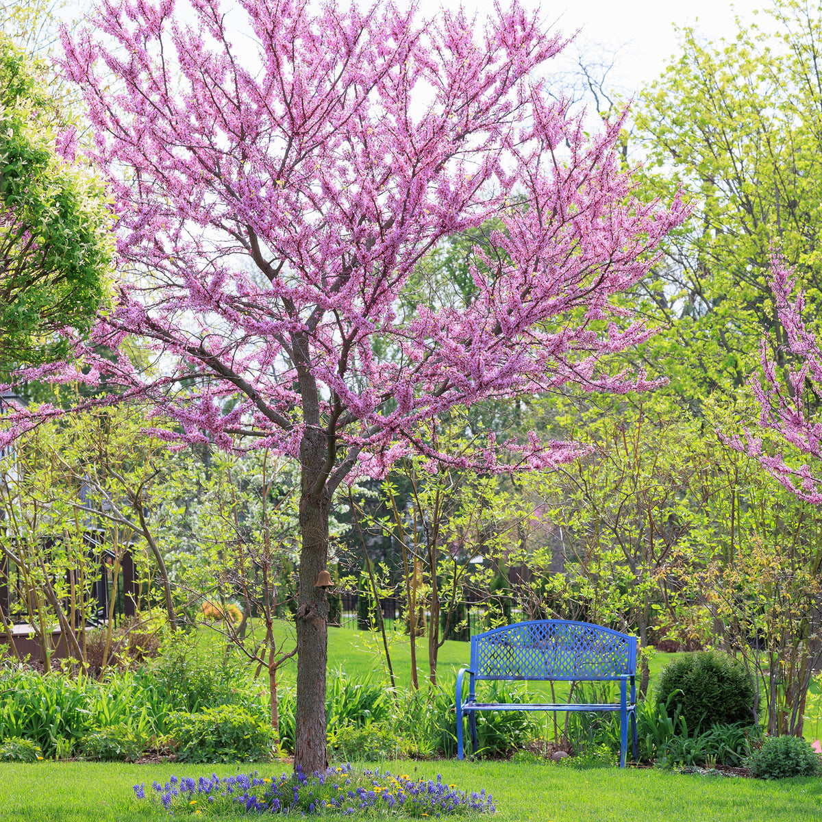 Gainier du Canada - Cercis canadensis - Willemse