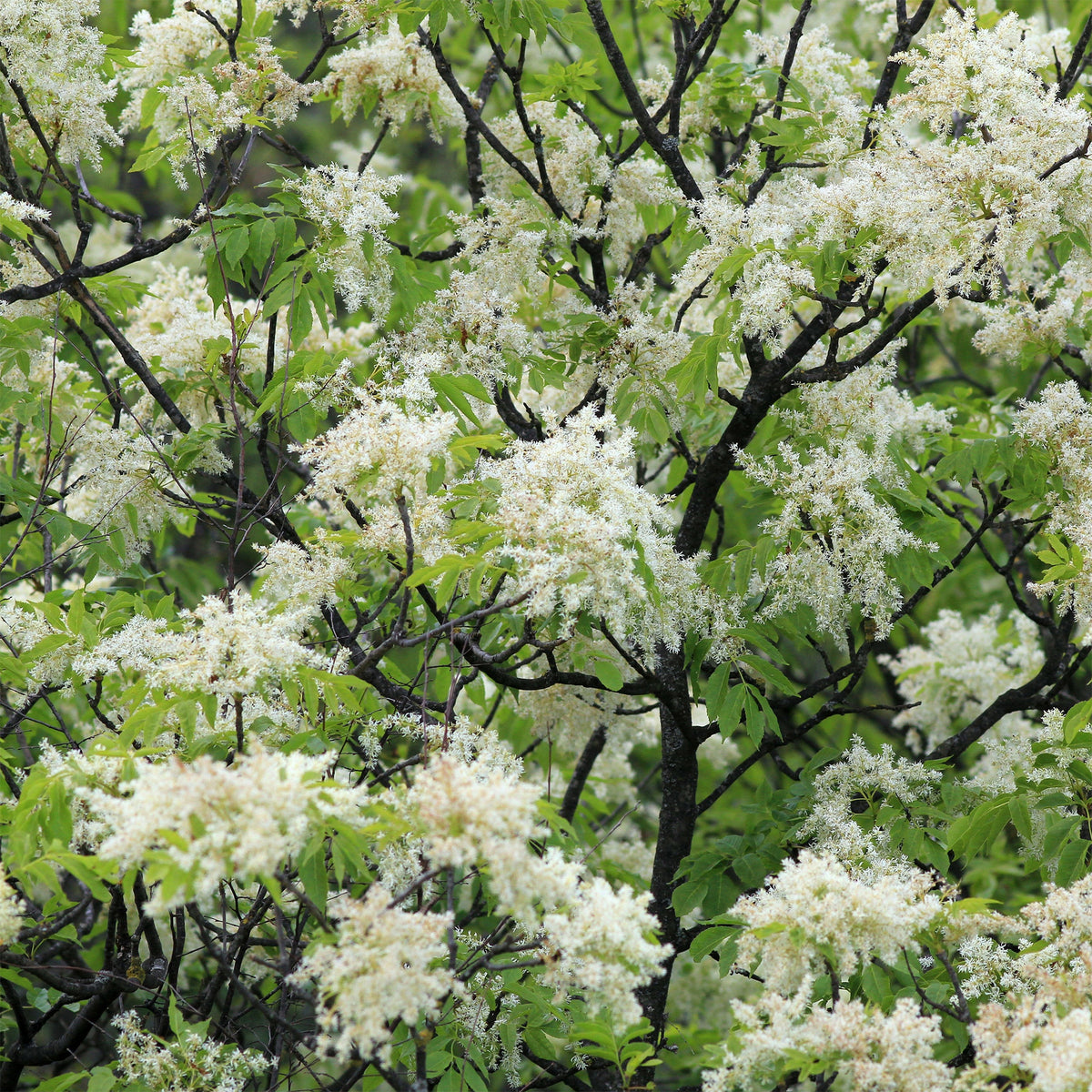 Frêne à fleurs - Fraxinus ornus - Willemse