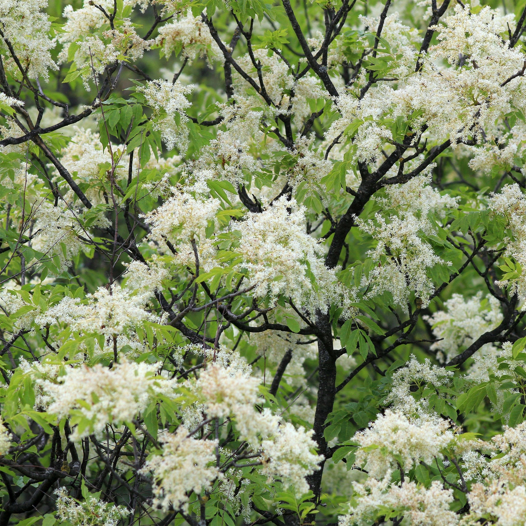 Frêne à fleurs - Fraxinus ornus - Willemse