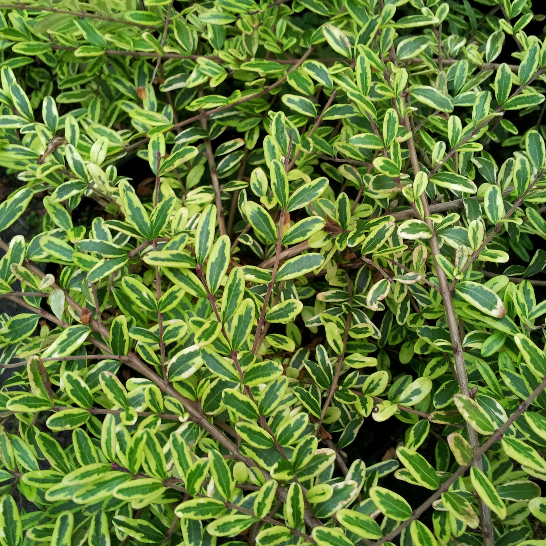 Chèvrefeuille à feuille de buis Lemon Beauty - Lonicera nitida Lemon Beauty - Willemse