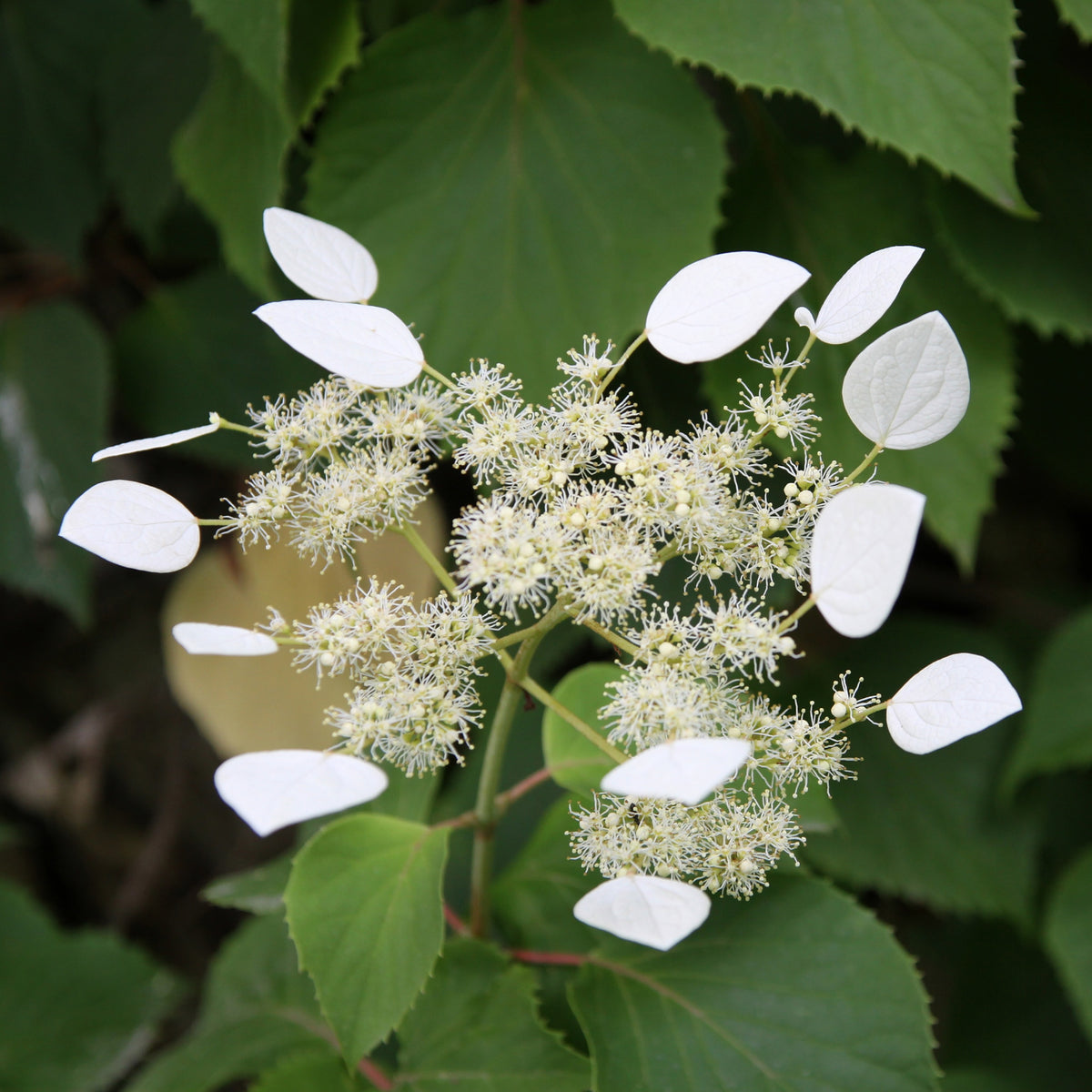 Hortensia grimpant Brookside Little Leaf - Schizophragma - Schizophragma anomala petiolaris Brookside Little Leaf - Willemse