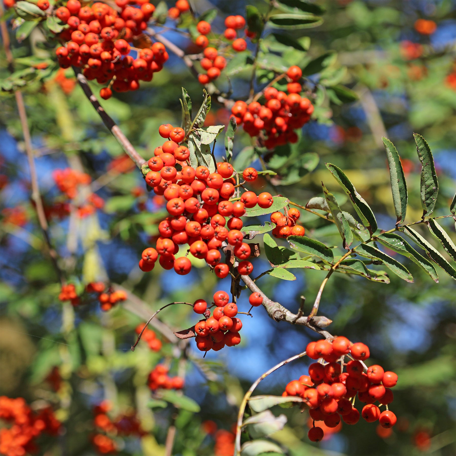 Vente Sorbier des oiseleurs - Sorbus aucuparia