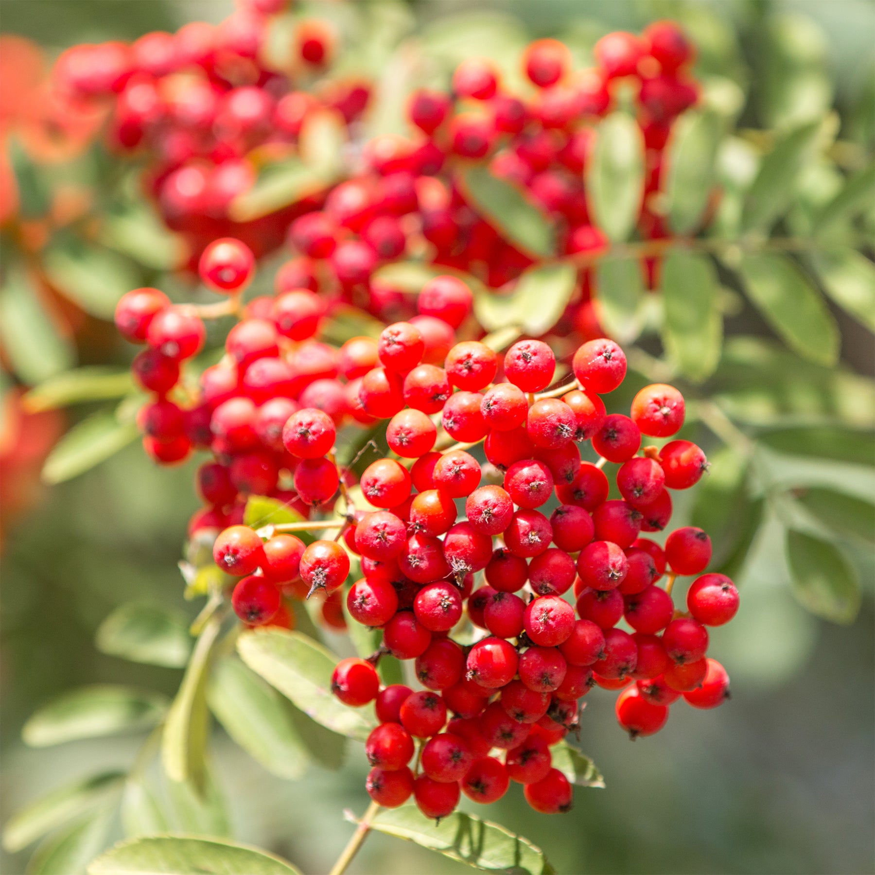 Sorbier - Sorbier des oiseleurs - Sorbus aucuparia