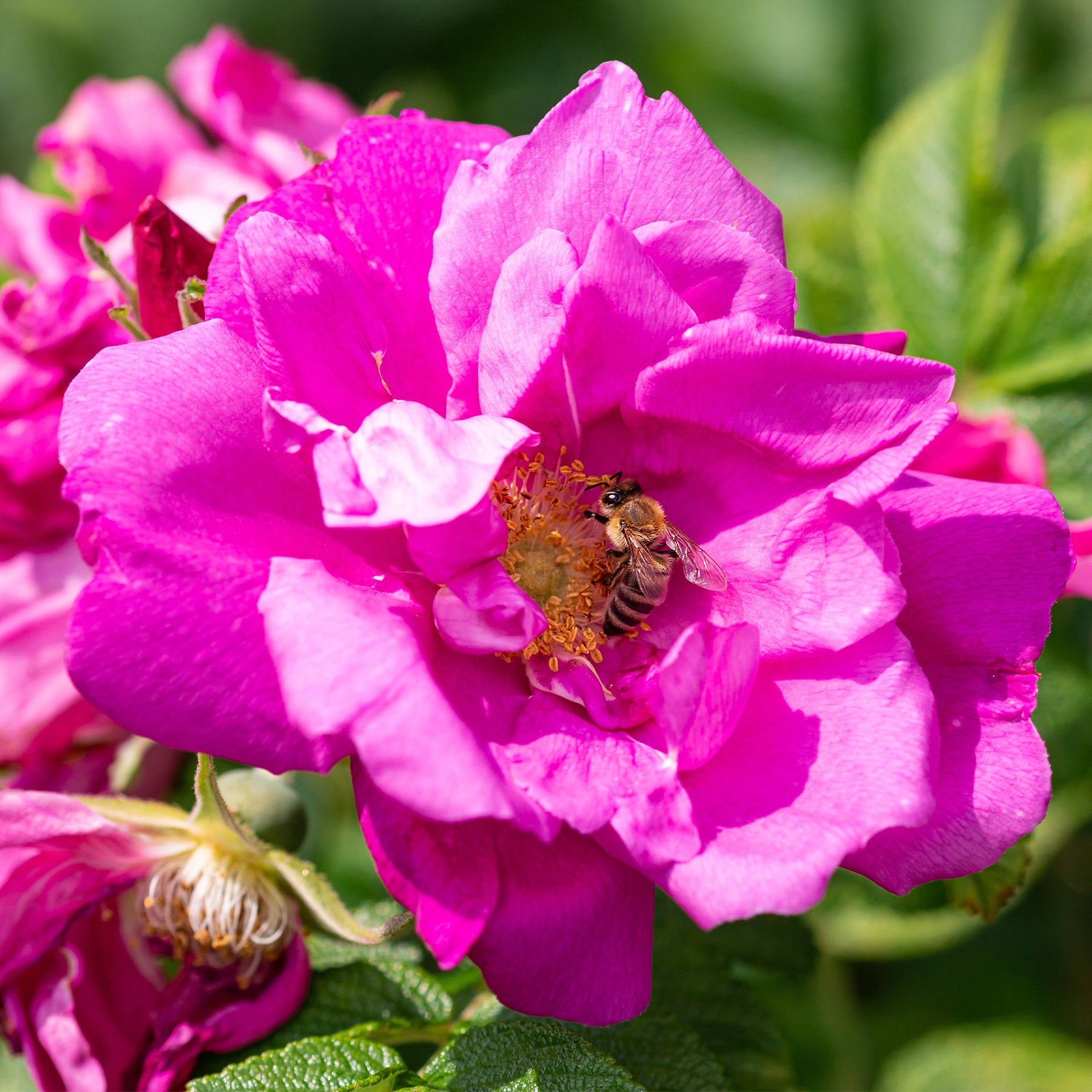 Rosa Wild Edric - Rosier rugueux Wild Eric - Rosier rugueux - Rosa rugosa