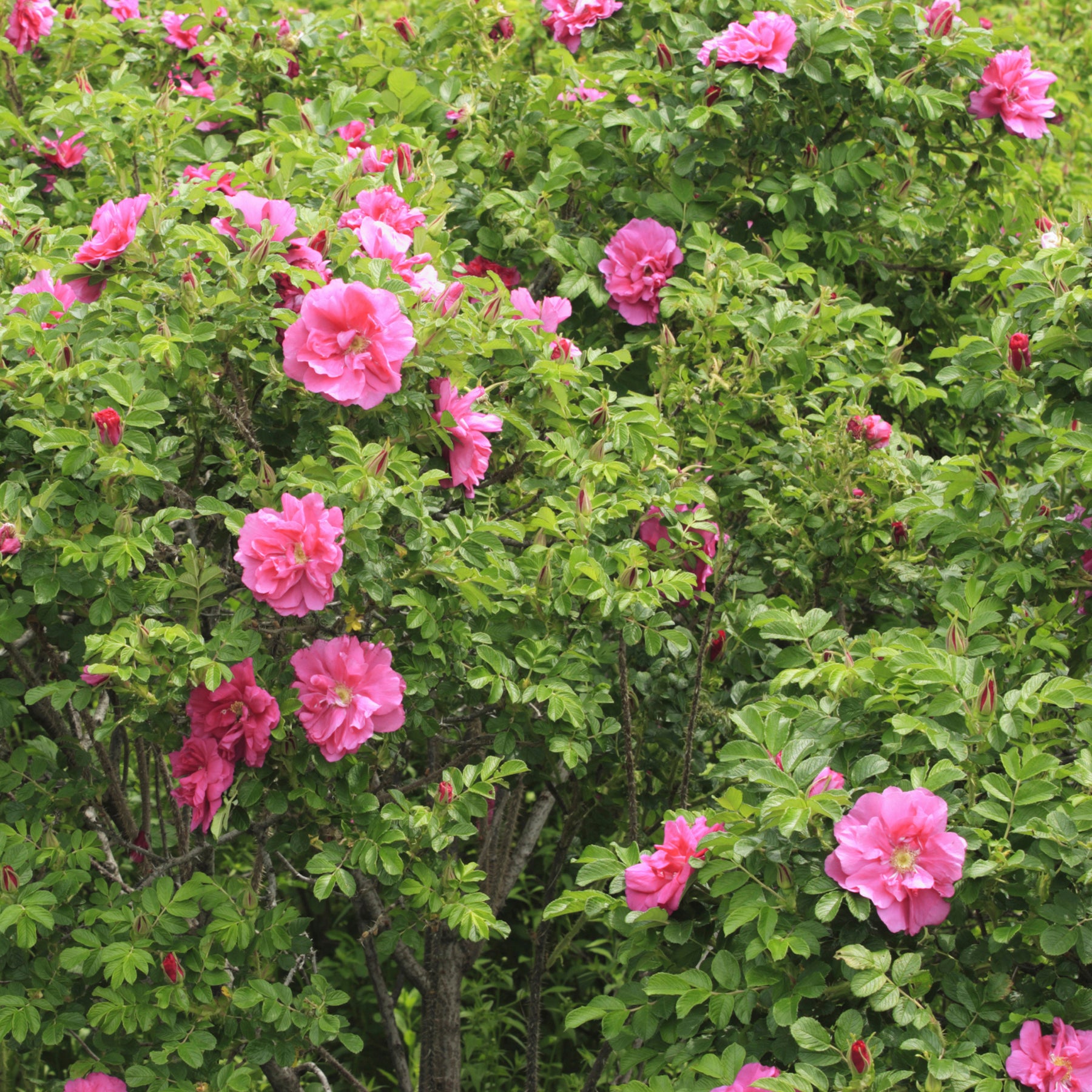 Rosier rugueux - Rosa rugosa - Rosier rugueux Wild Eric - Rosa Wild Edric