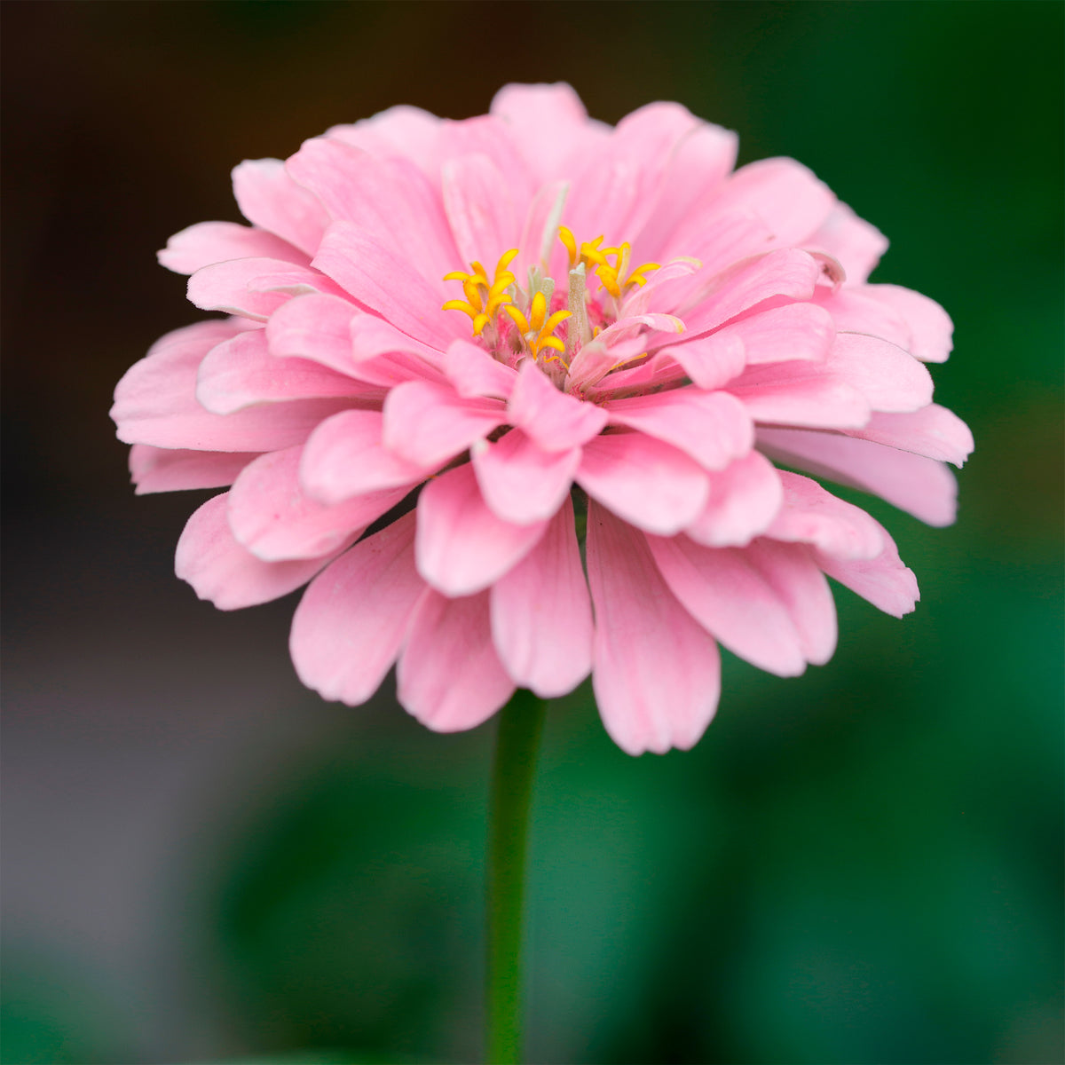 Zinnia rose - Zinnia pink - Willemse