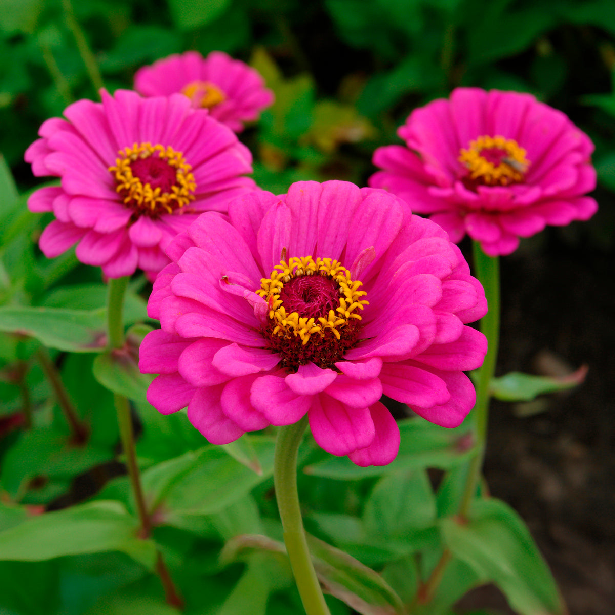Zinnia fuchsia - Zinnia elegans fuchsia - Willemse